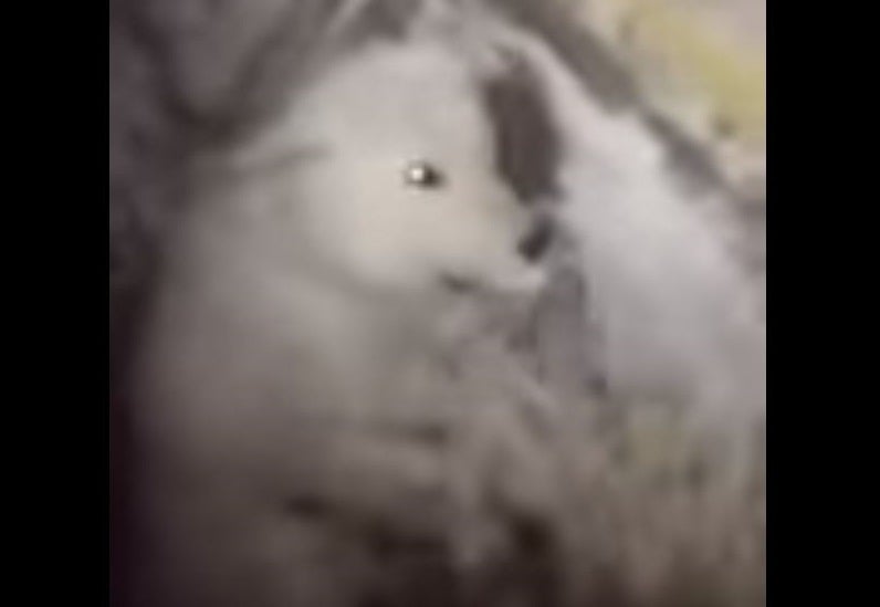 The one-year-old died after suffering hypothermia in minus 32C