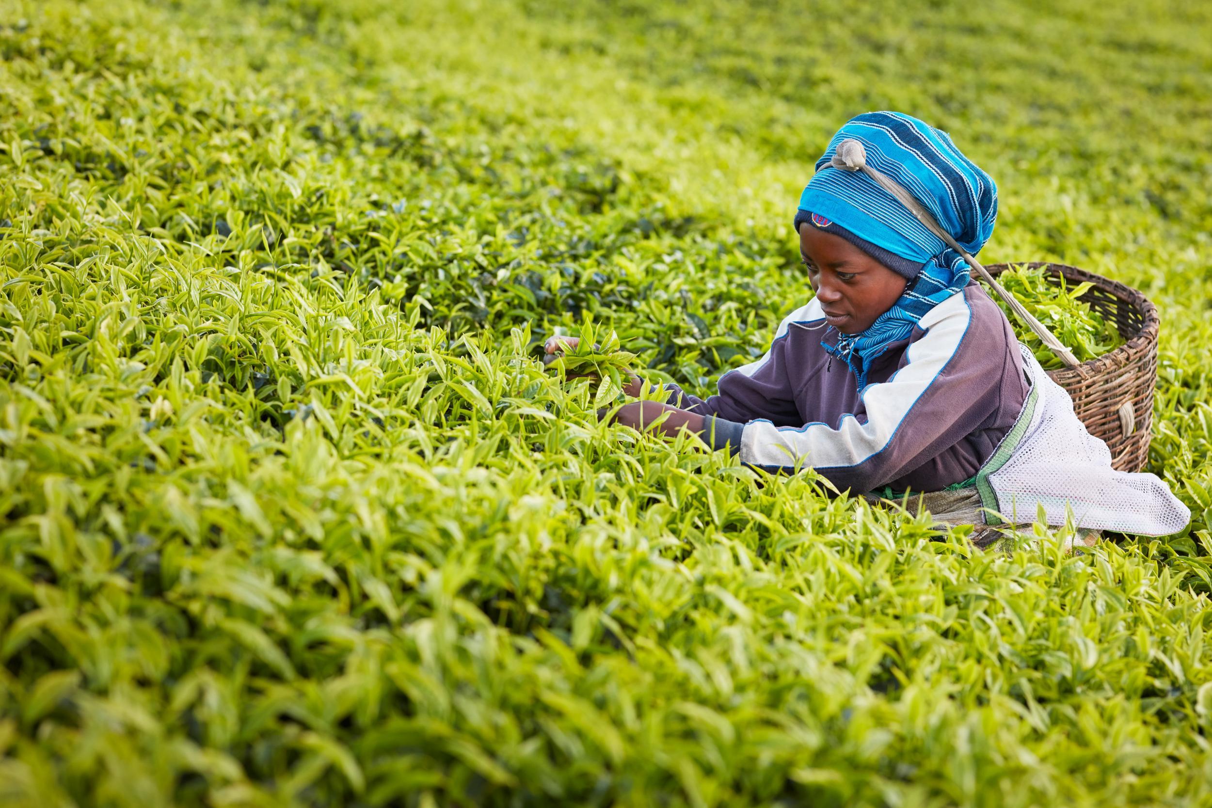 Picking tea leaves in Rwanda