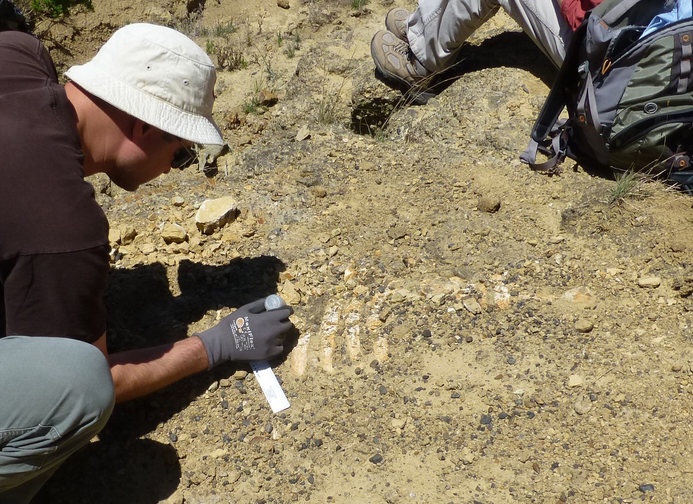 Scientists unearth remains of ancient sea cow