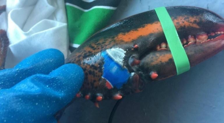 The lobster was discovered branded with the Pepsi logo