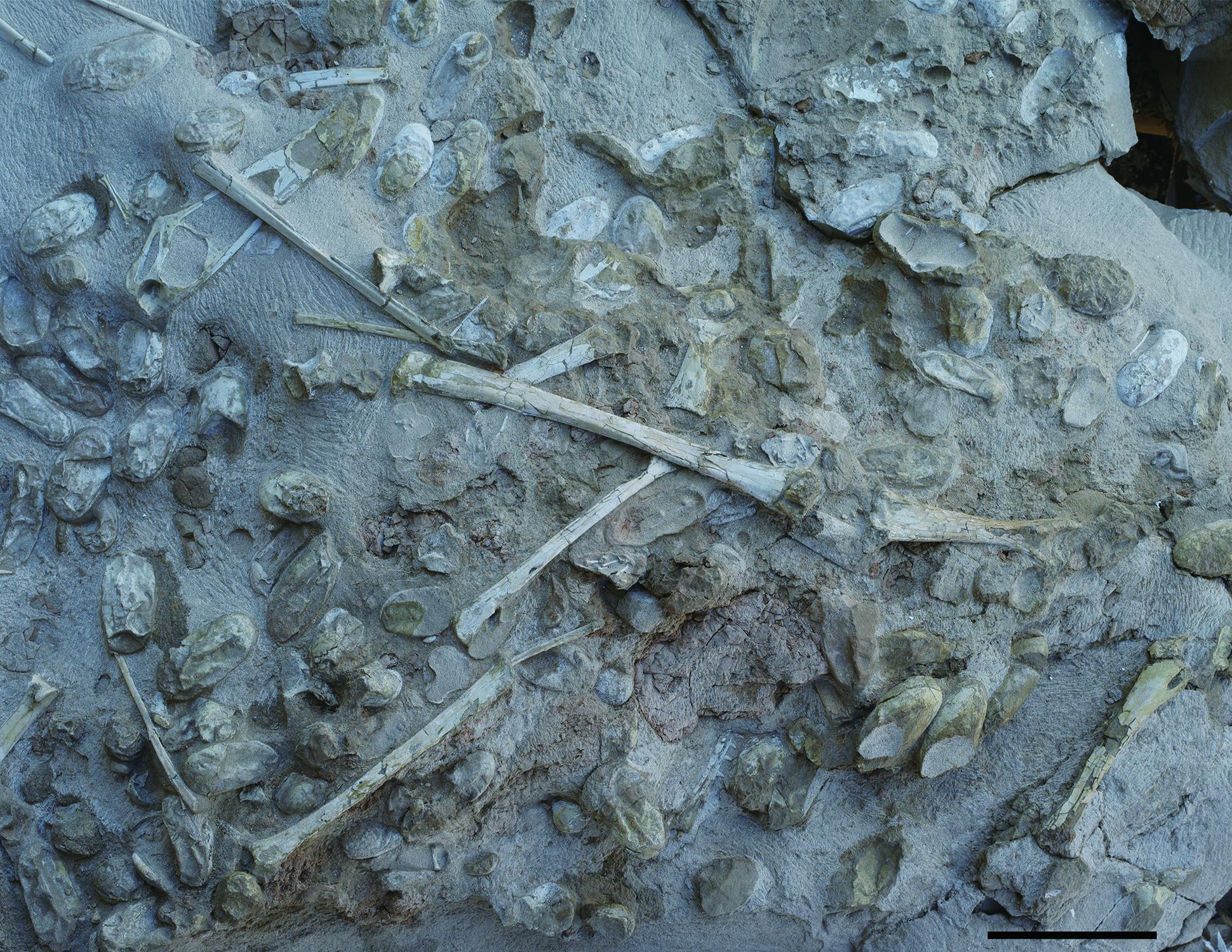 The specimen containing hundreds of pterosaur eggs, as well as adult bones (Wang et al, ‘Science’)