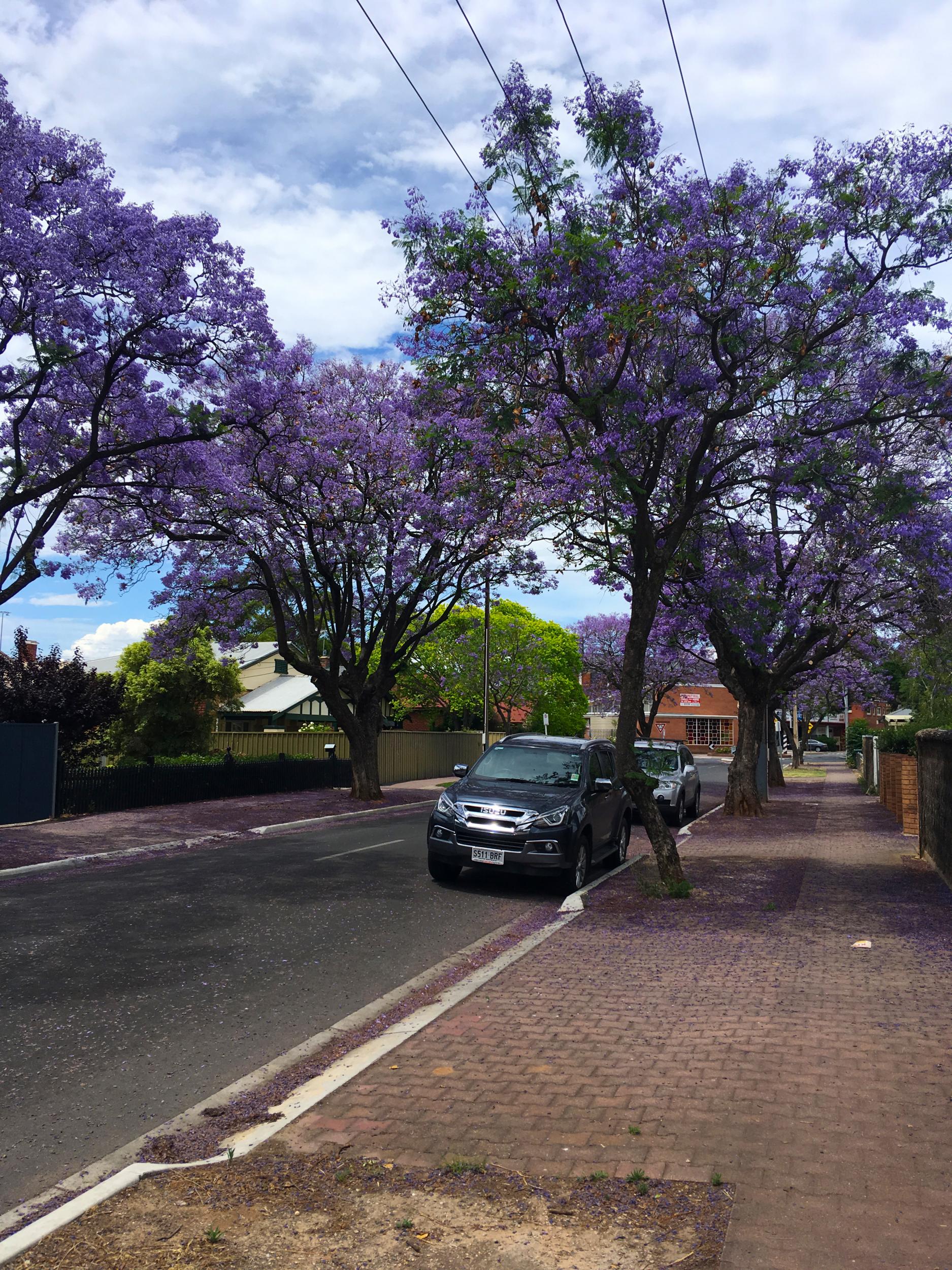 &#13;
The quiet street that Root stayed on in Adelaide (Independent)&#13;