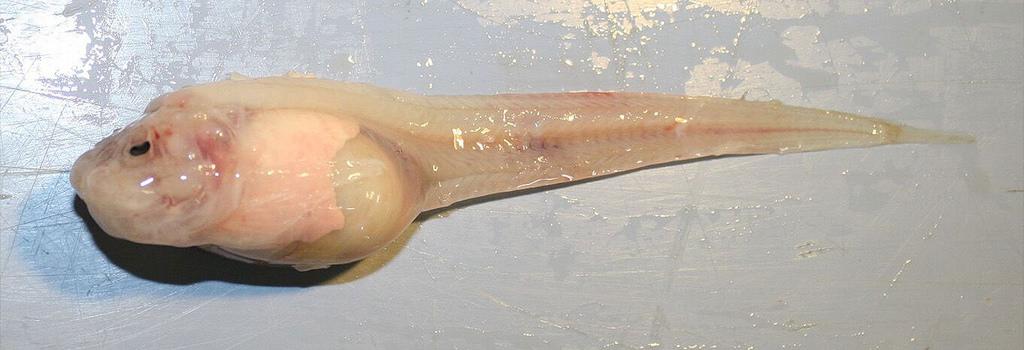 A specimen of the newly discovered Mariana snailfish, which is the deepest living fish ever found