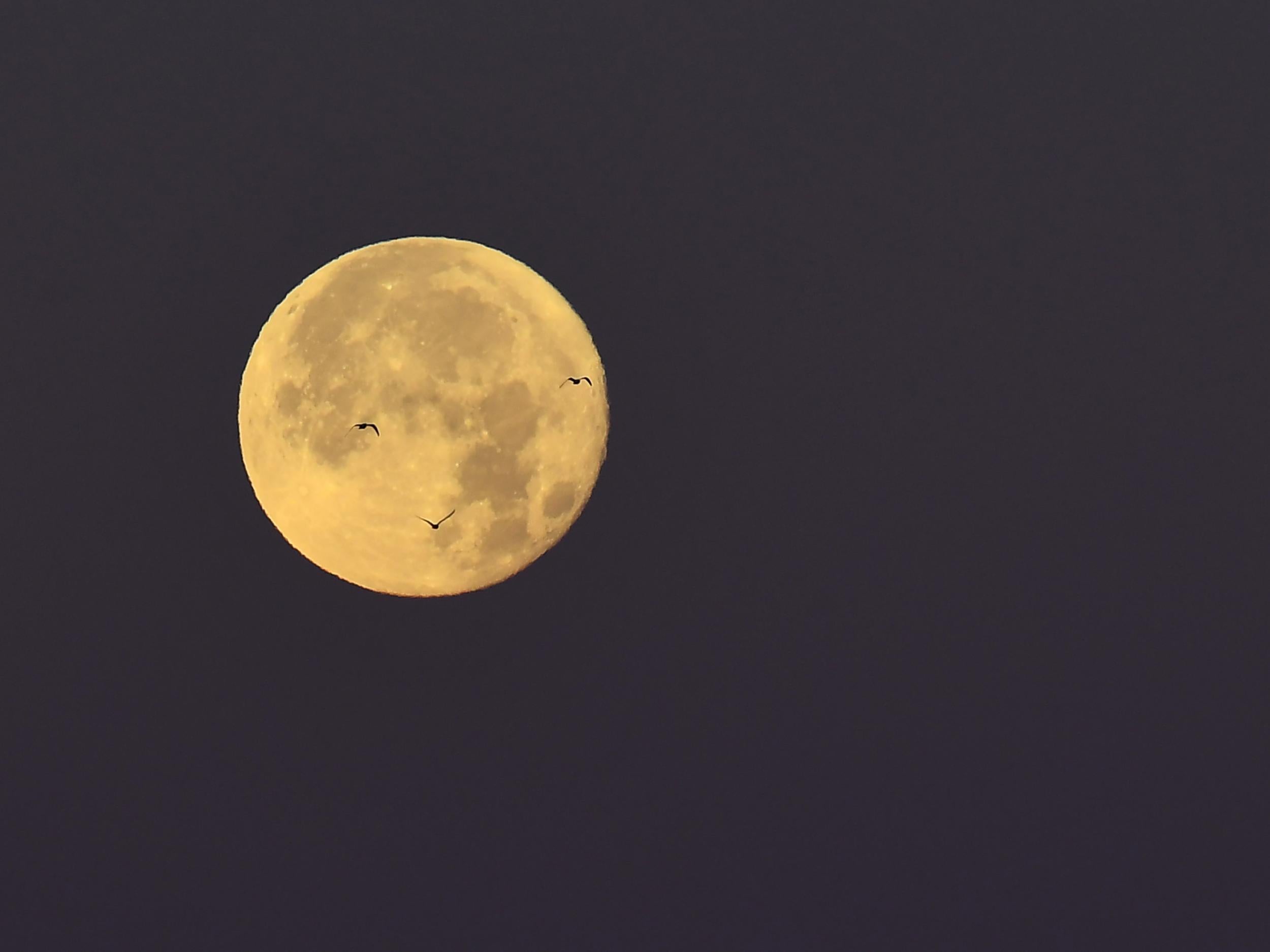 Birds fly in front of the supermoon above Marseille, southern France