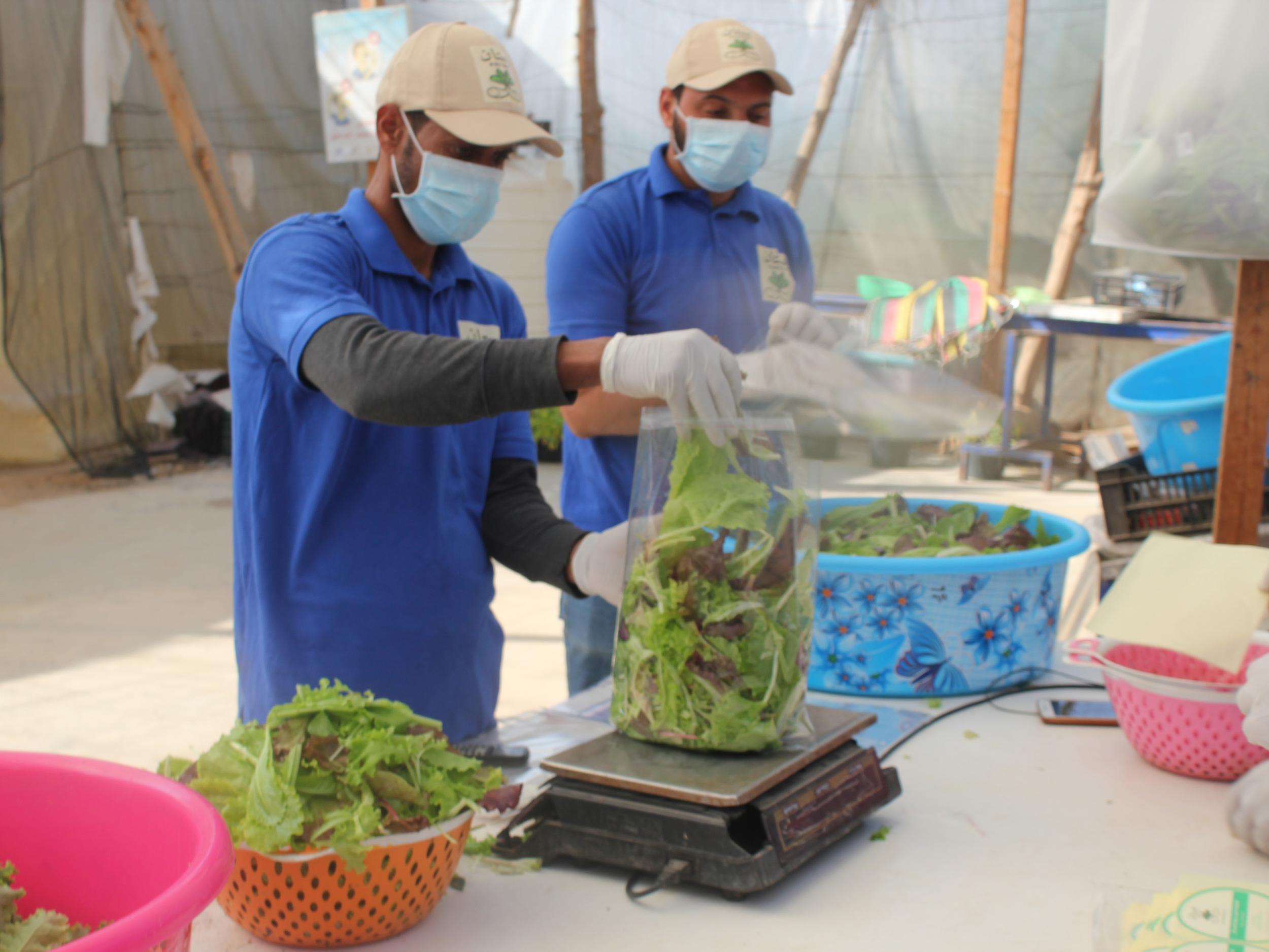 Plants are easily fertilised by fish waste (Edmund Bower)