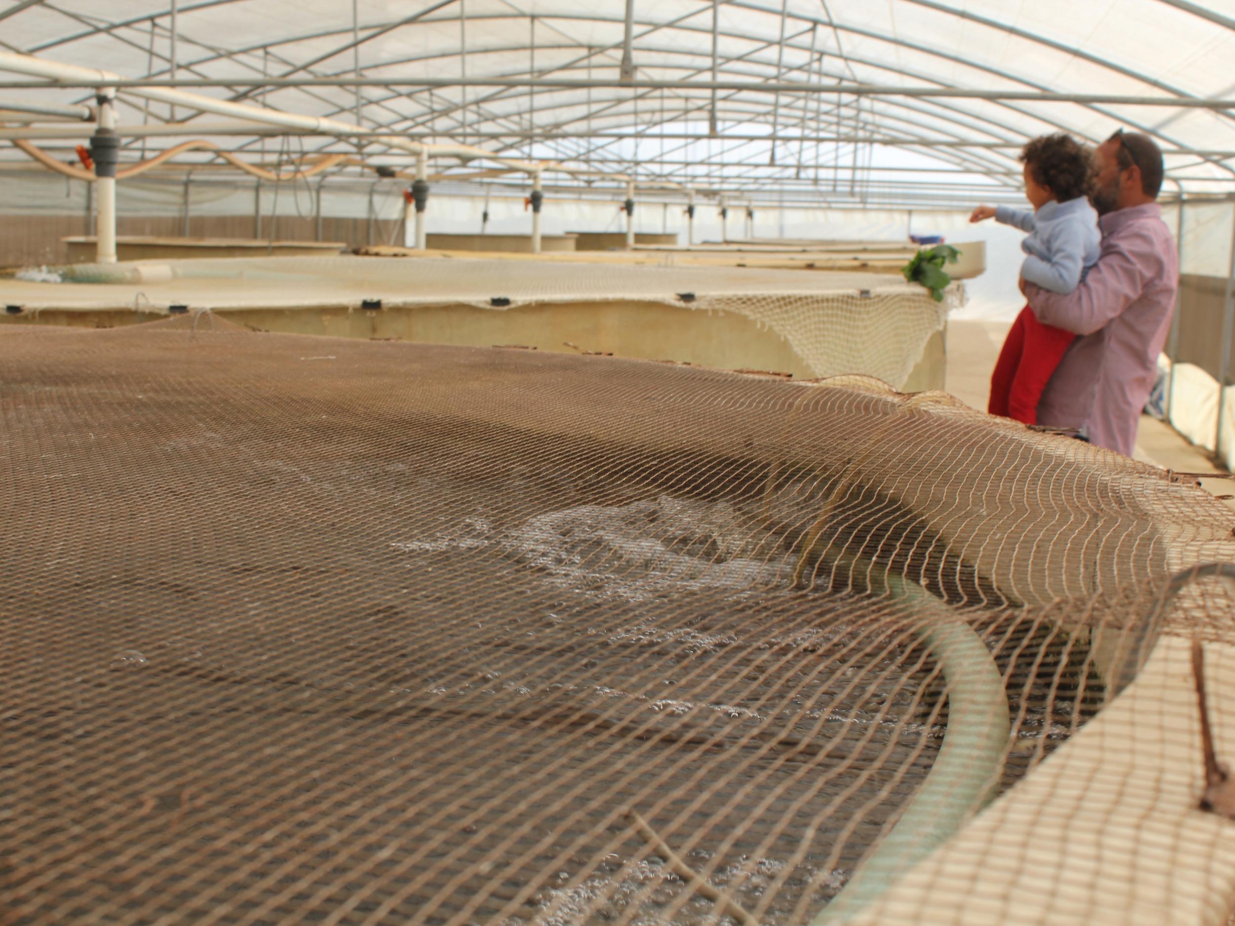 Tanks are filled with fish that ‘help feed the plants’, Faris Farrag says