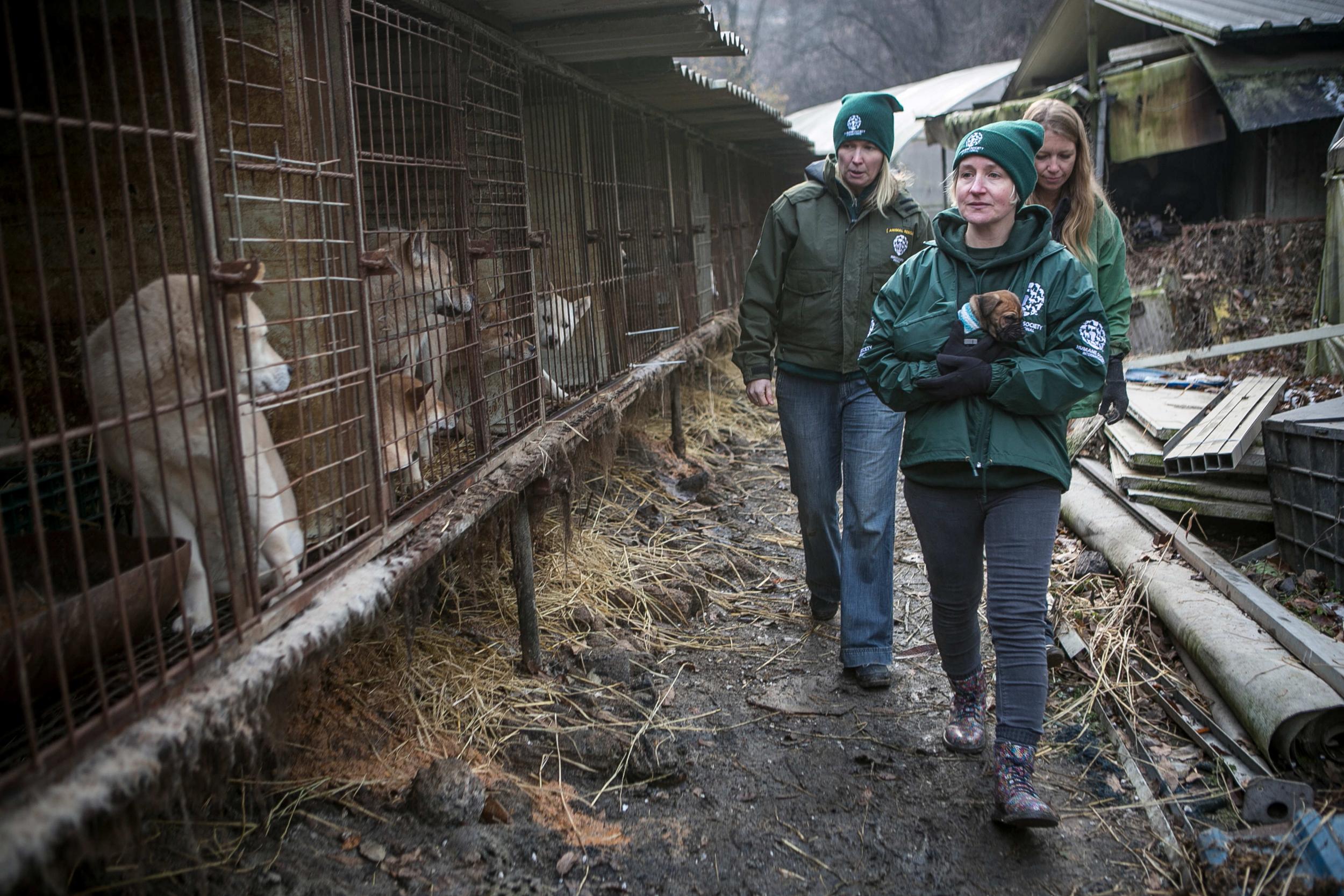 Humane Society International activists freed more than 170 dogs at the farm