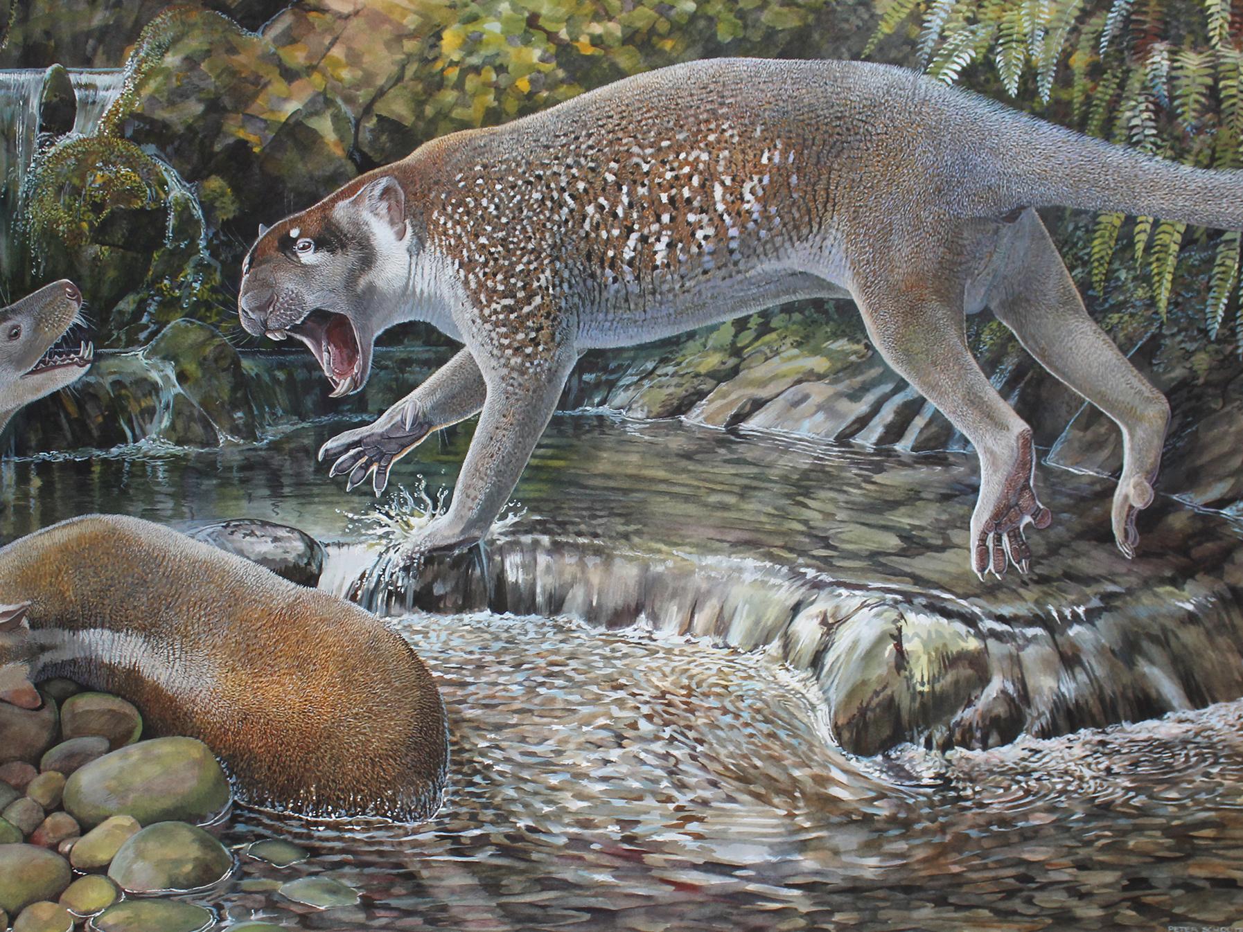 The new species of marsupial lion lived in Australia around 19 million years ago