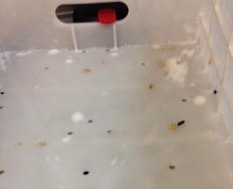 The RMT says these droppings, found in the food preparation area, are from rats on the train