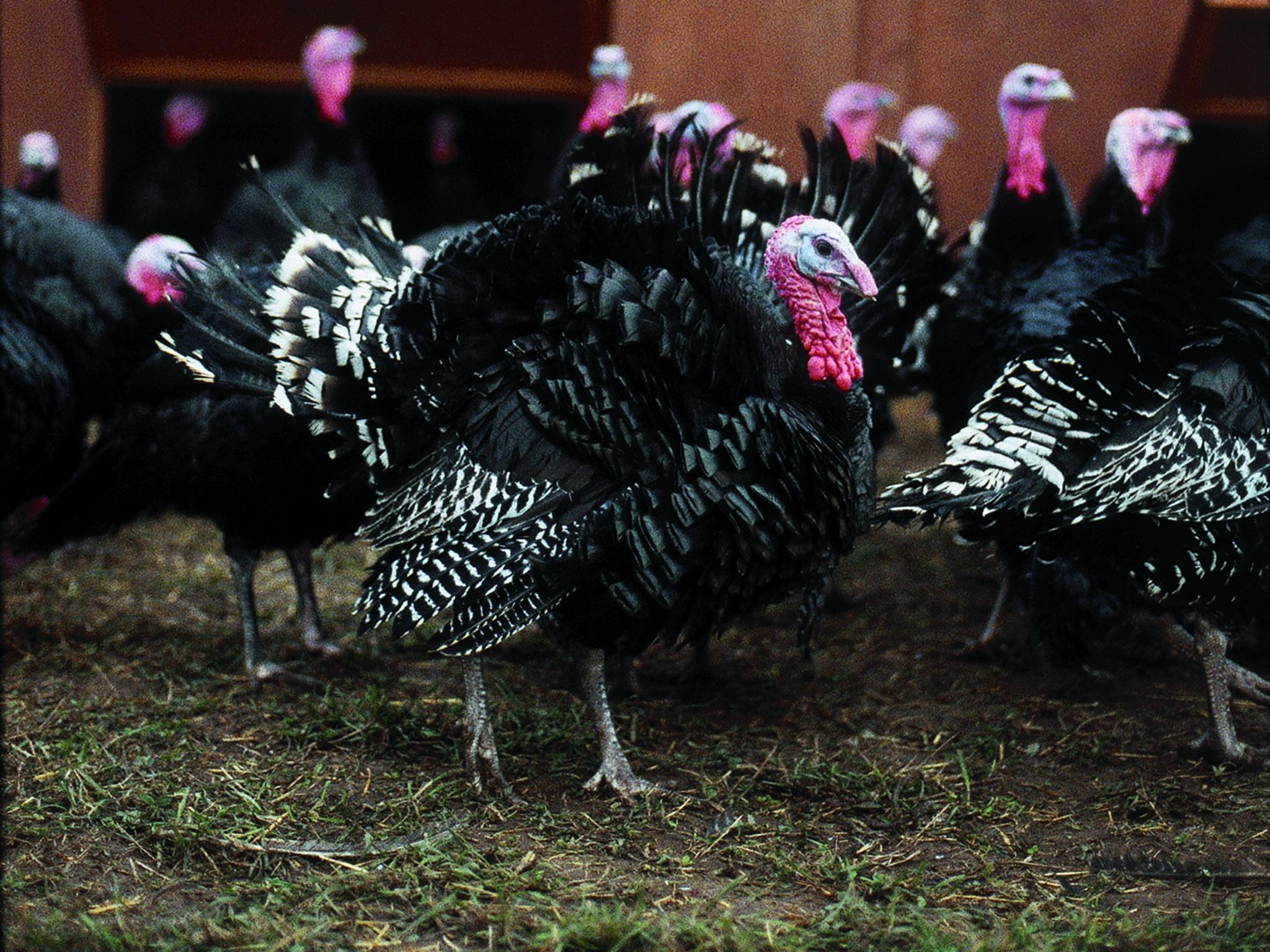 Brits have been eating these birds for almost 500 years, since the Spanish discovered them in Mexico