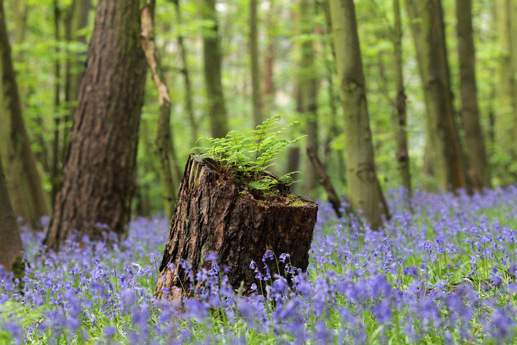 In total, 62,000 acres of forest will be planted between Liverpool and Hull