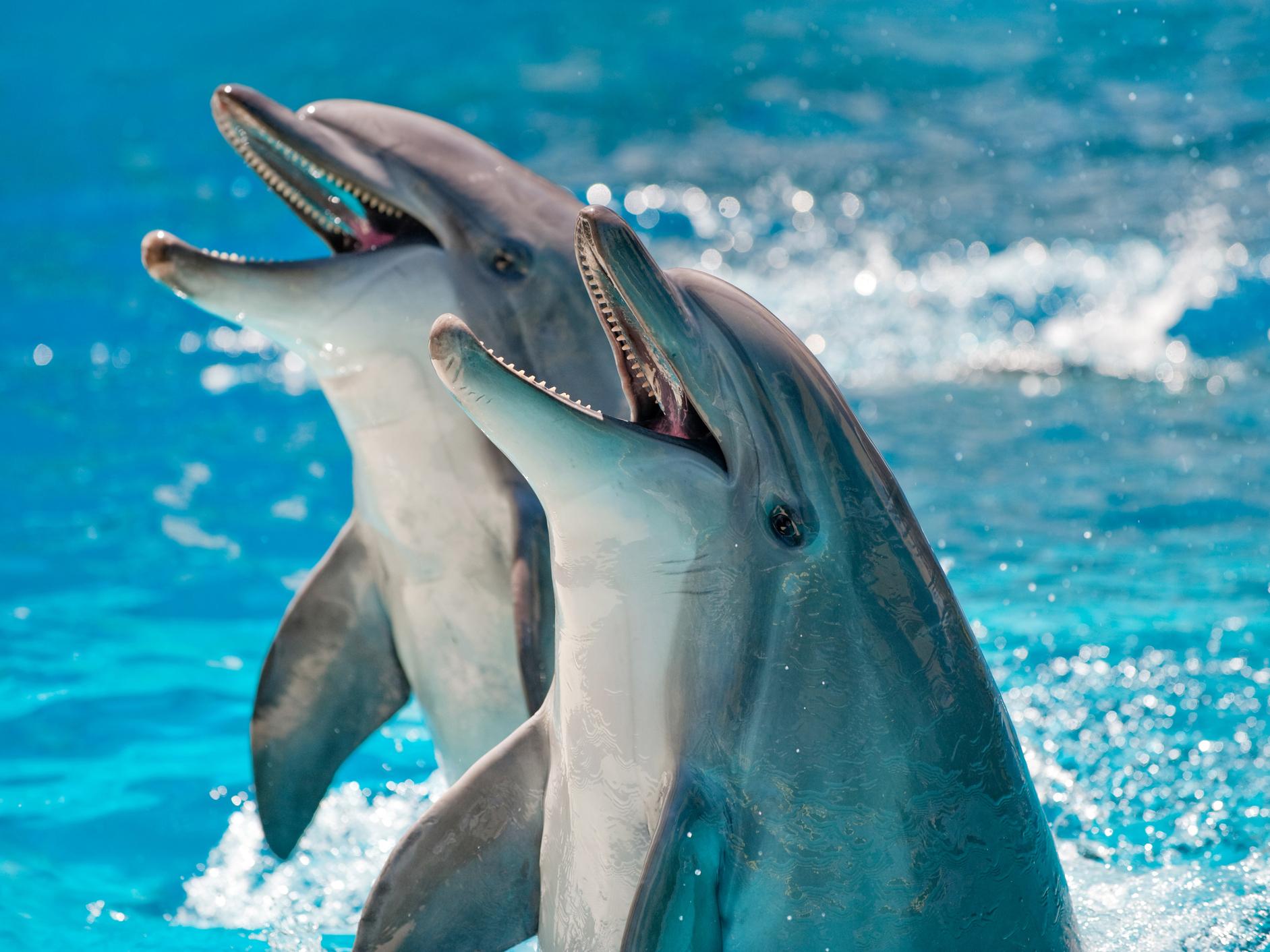 Two Dolphins in a blue water