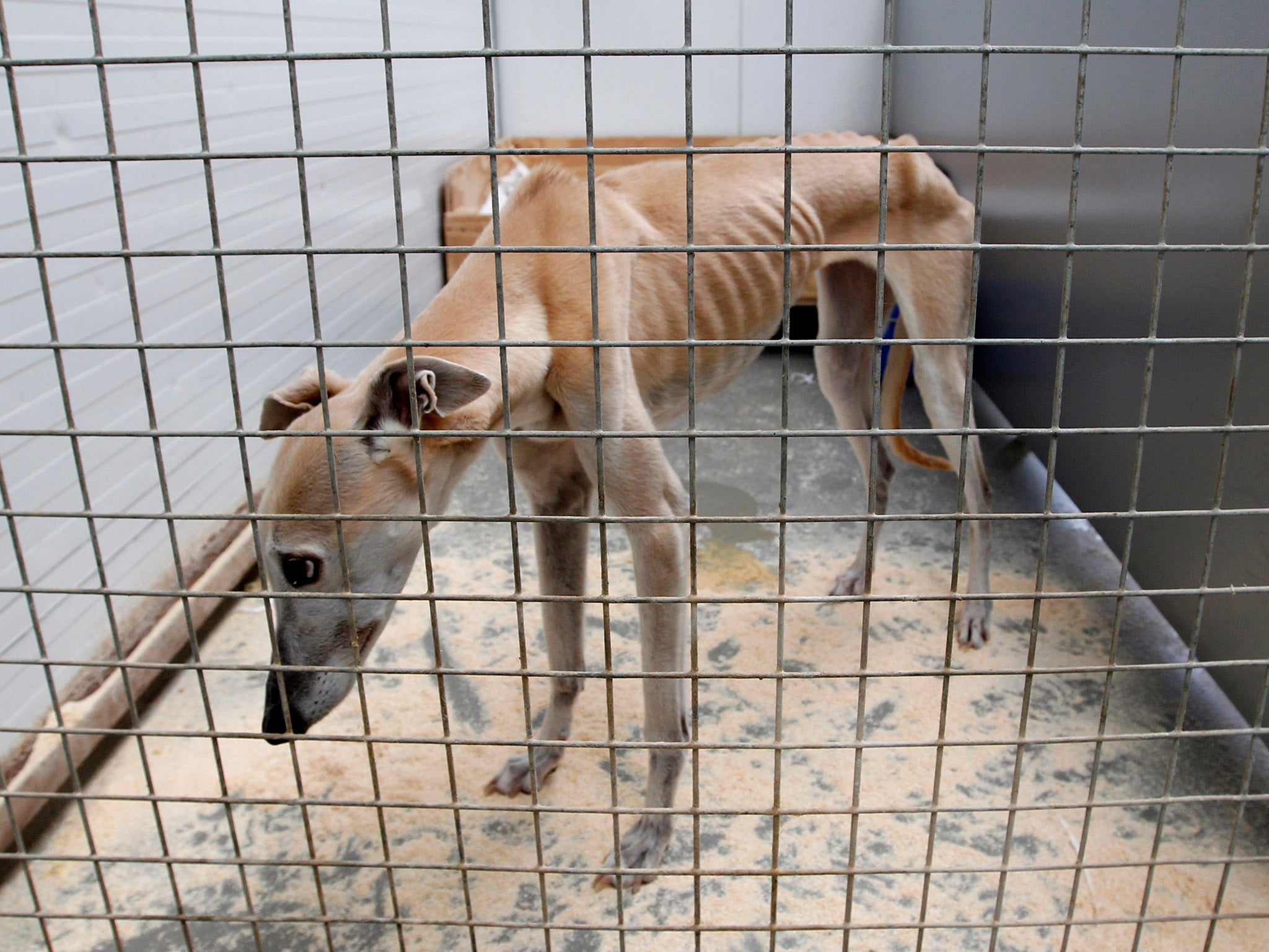 Michael Gove promised a Brexit ‘not only maintaining but enhancing animal welfare standards’