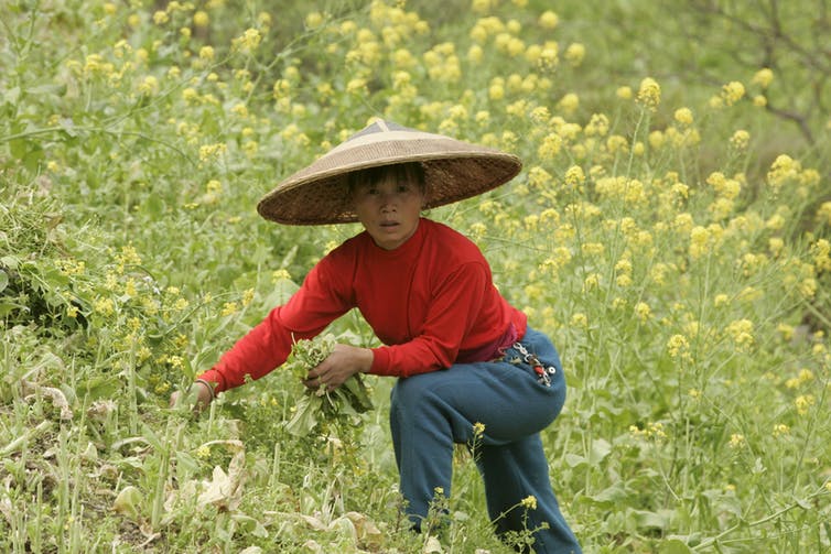 A farmer works in a field of rape flowers in Langde village, remote Guizhou province, China, in 2006