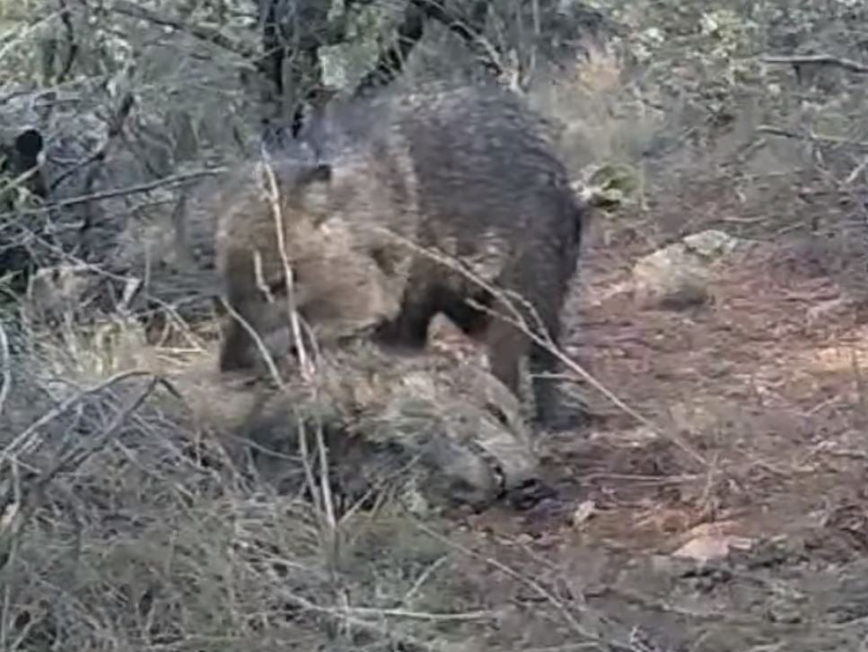 Peccaries, also known as javelinas or skunk pigs, are pig-like hoofed animals native to the Americas