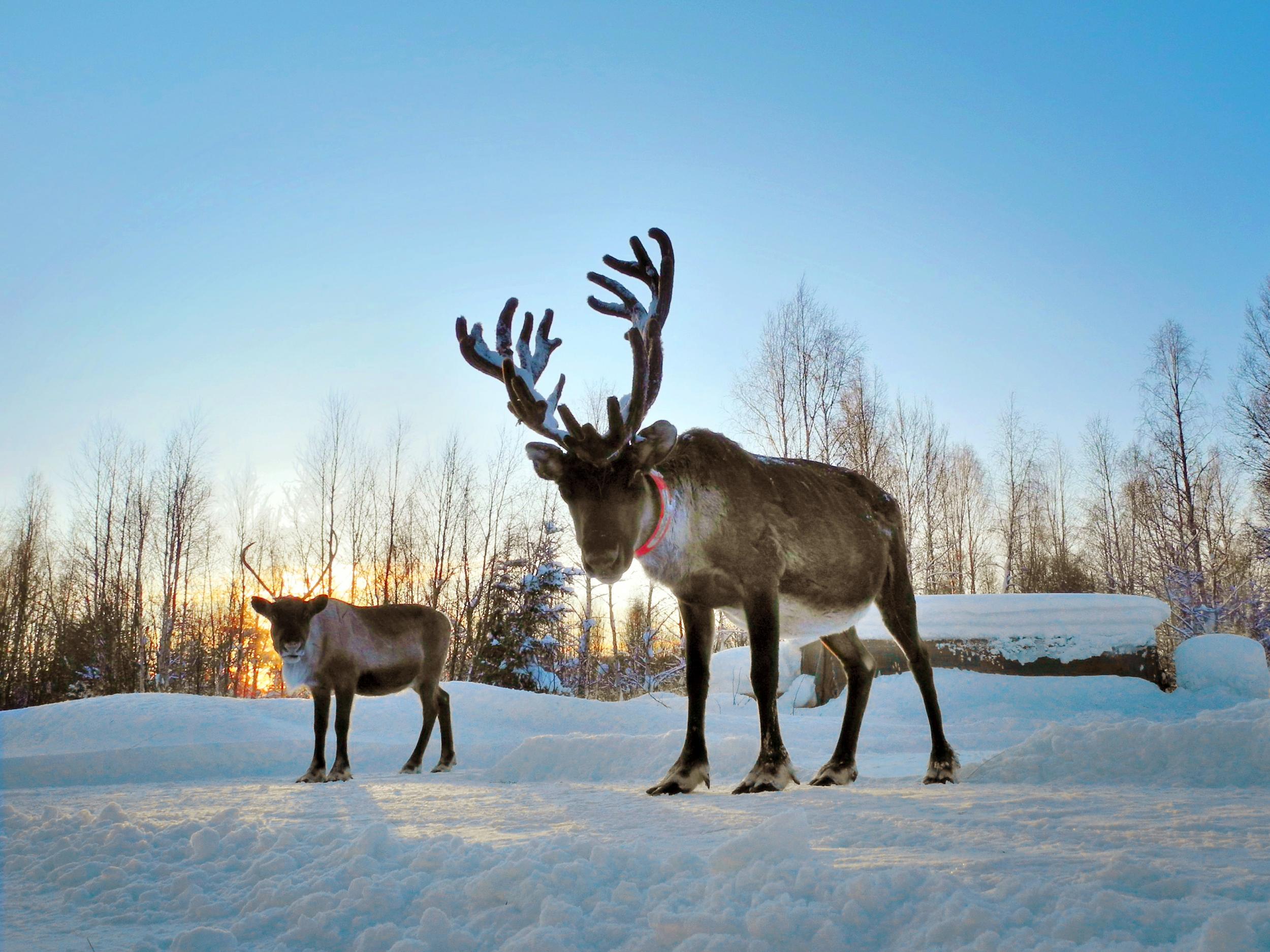 As temperatures rise and rain replaces snow, ice crusts form on the ground, trapping the reindeer's food beneath it