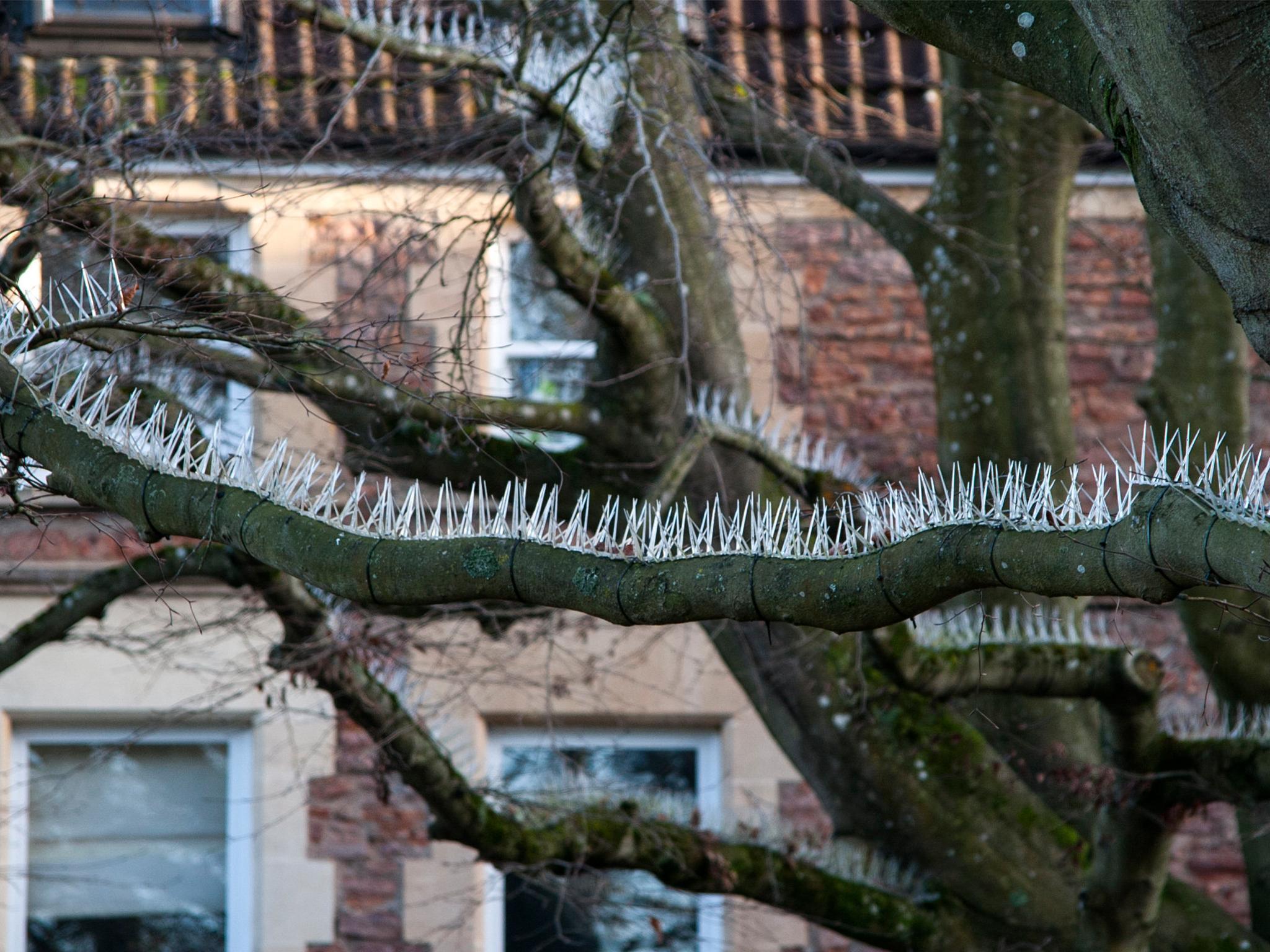 Anti-bird spikes installed on trees in Bristol