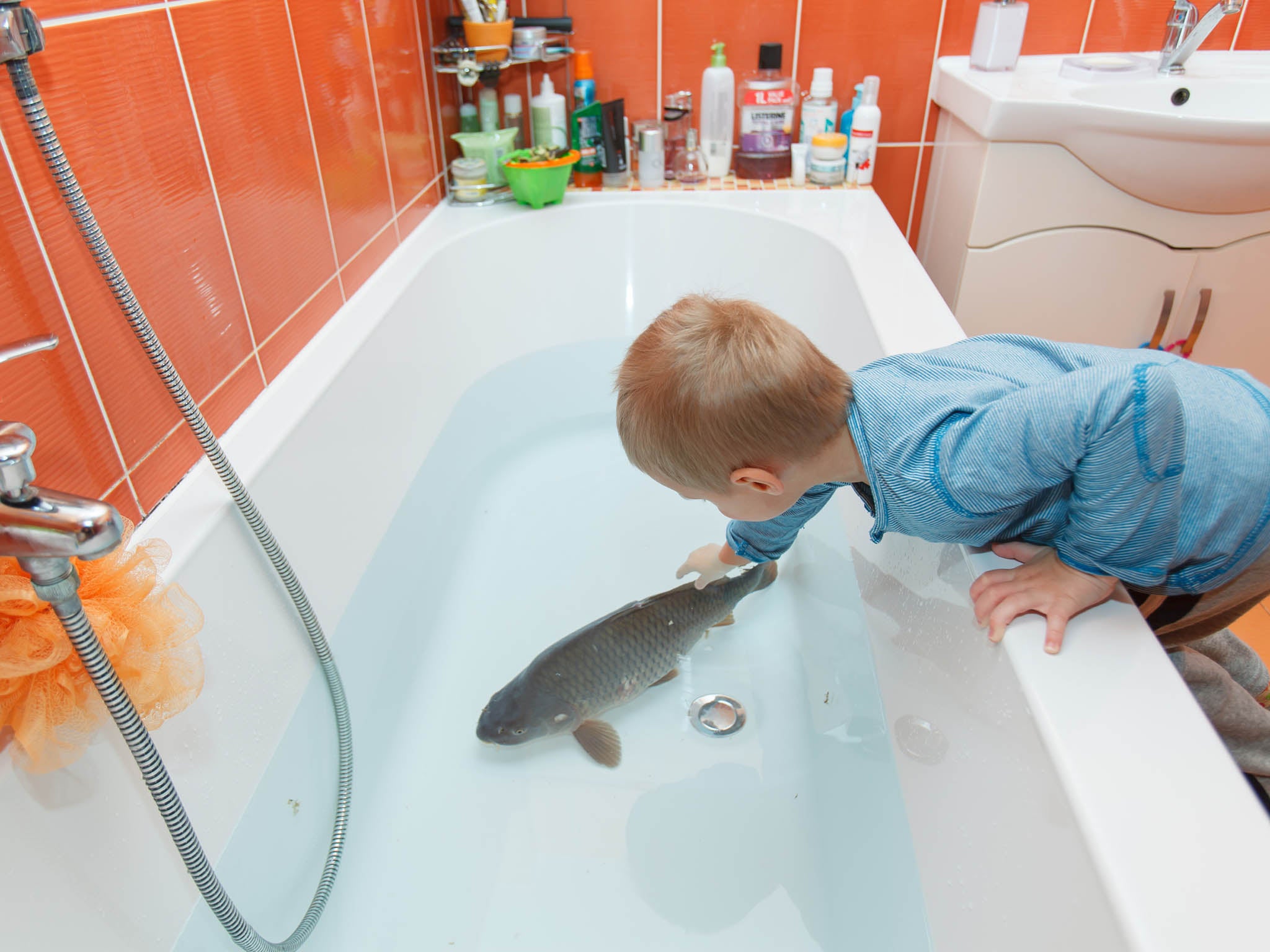 The live carp is often stored in the bathtub before being cooked (Shutterstock)