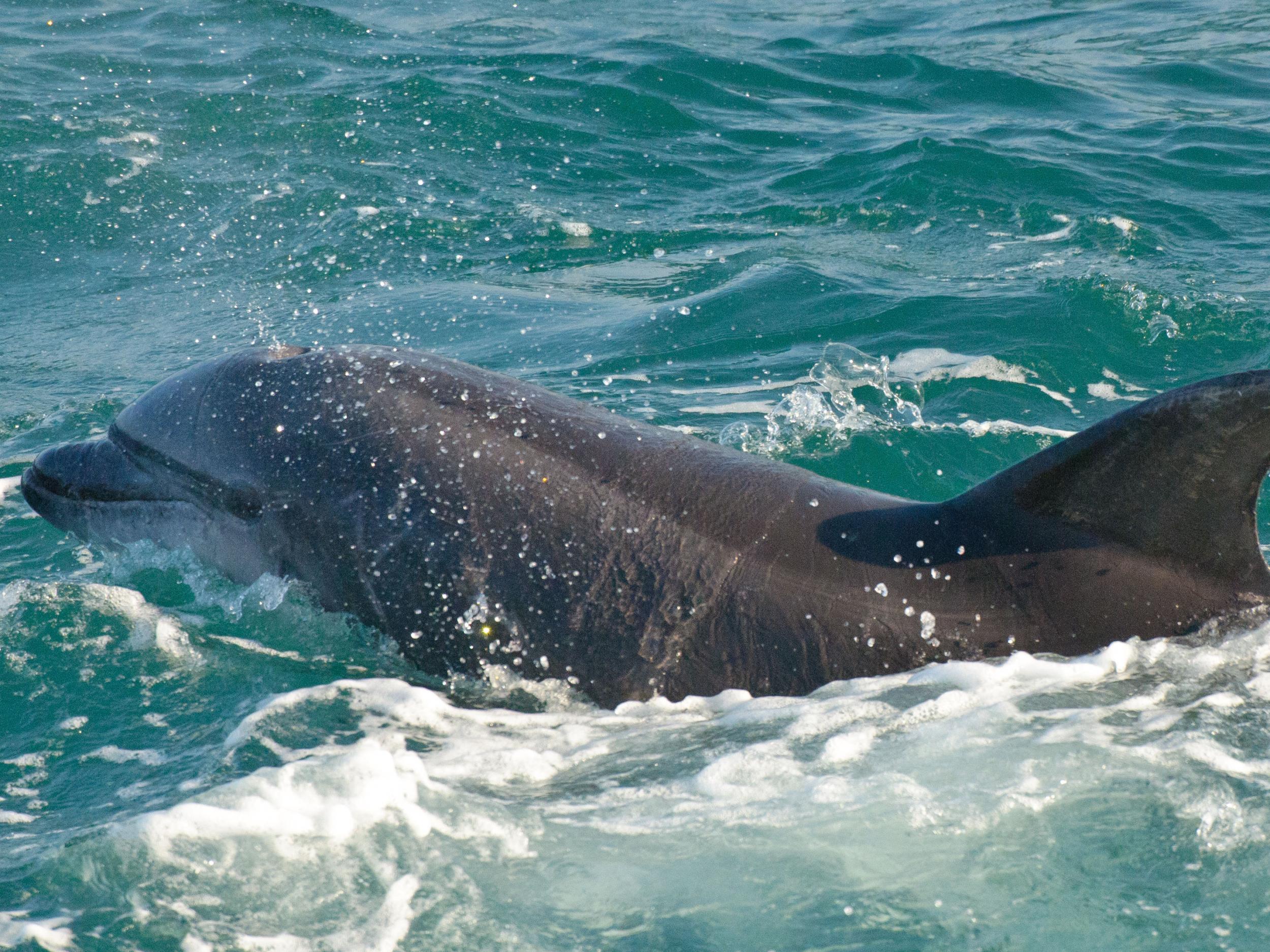 Zafar the dolphin's antic prompted a swimming ban (File photo)