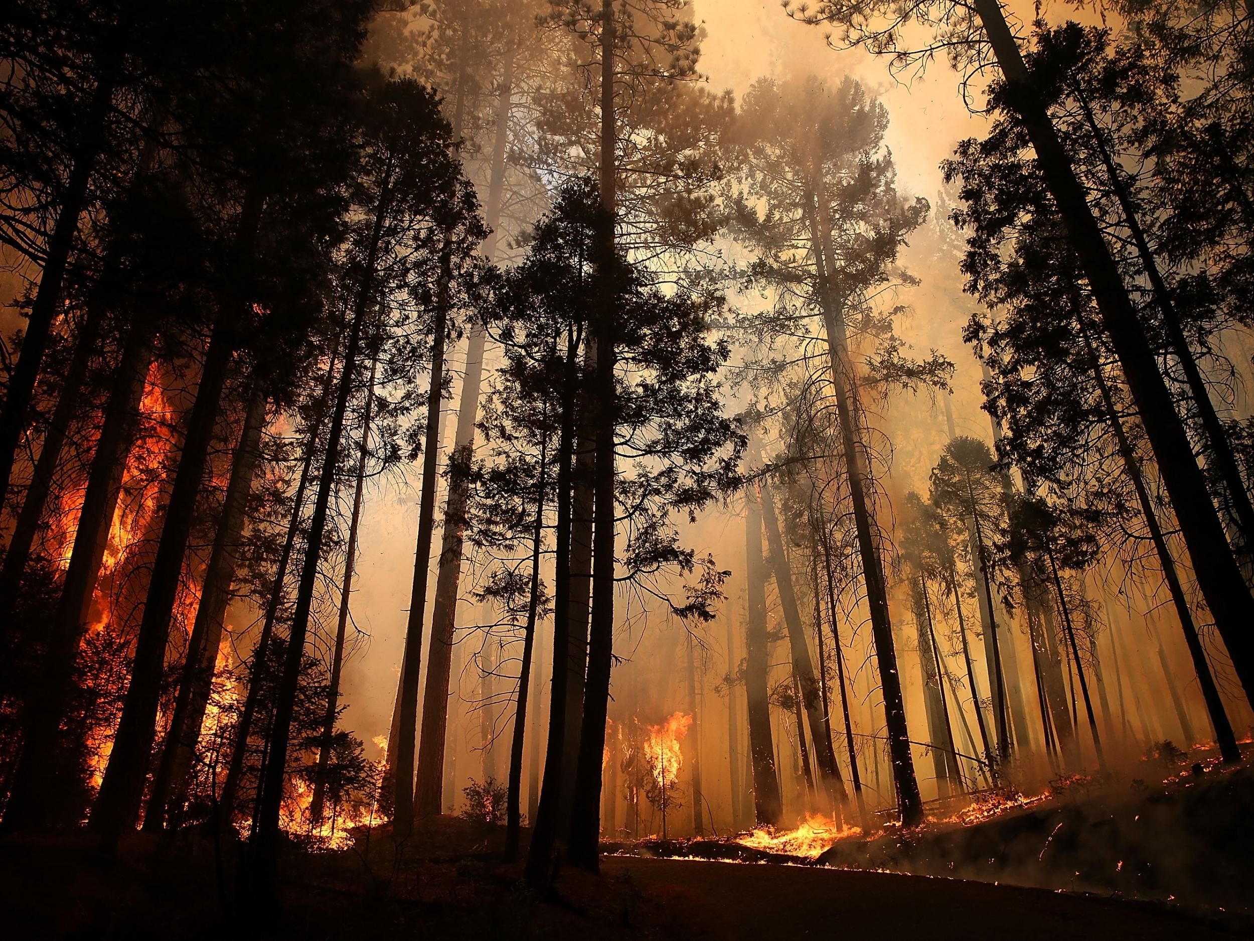 The forest fires that have hit California this year could be causing lasting damage to the environment owing to climate change