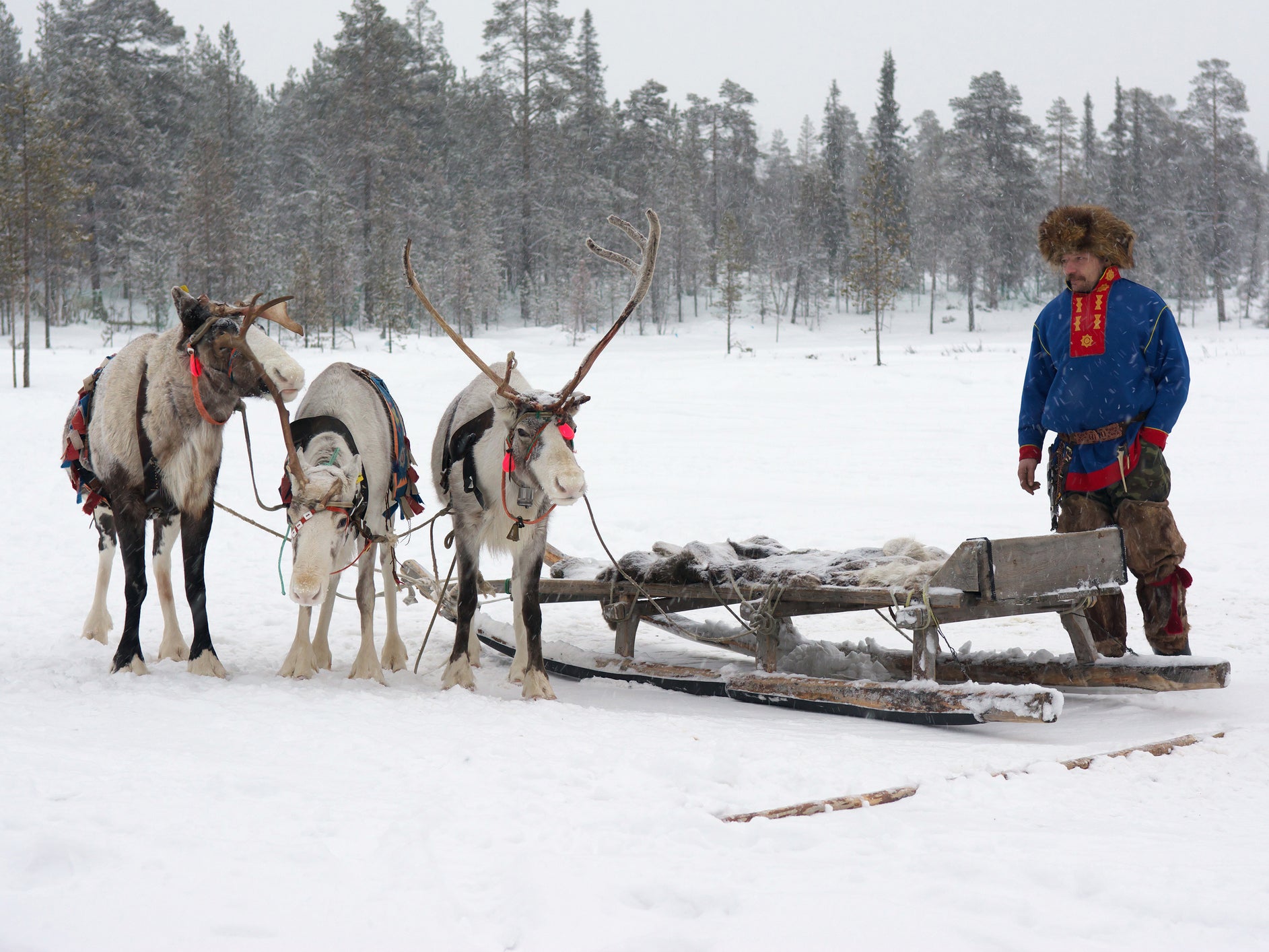 Sami culture is based around reindeer, but only a fraction still keep their animals due to environmental change (Getty)