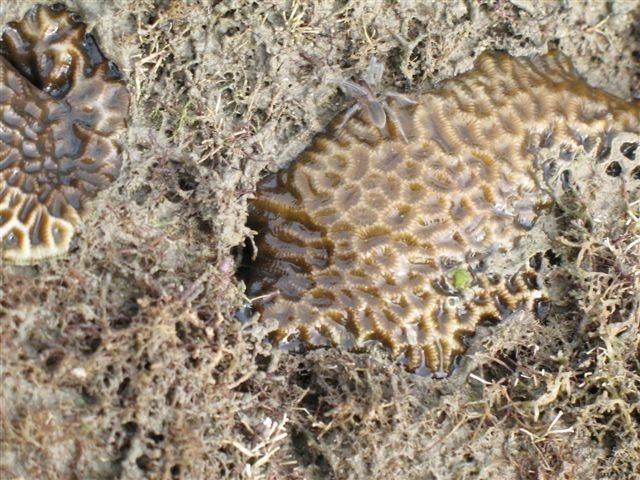 An individual of the newly discovered species Desis bobmarleyi on brain coral at low tide