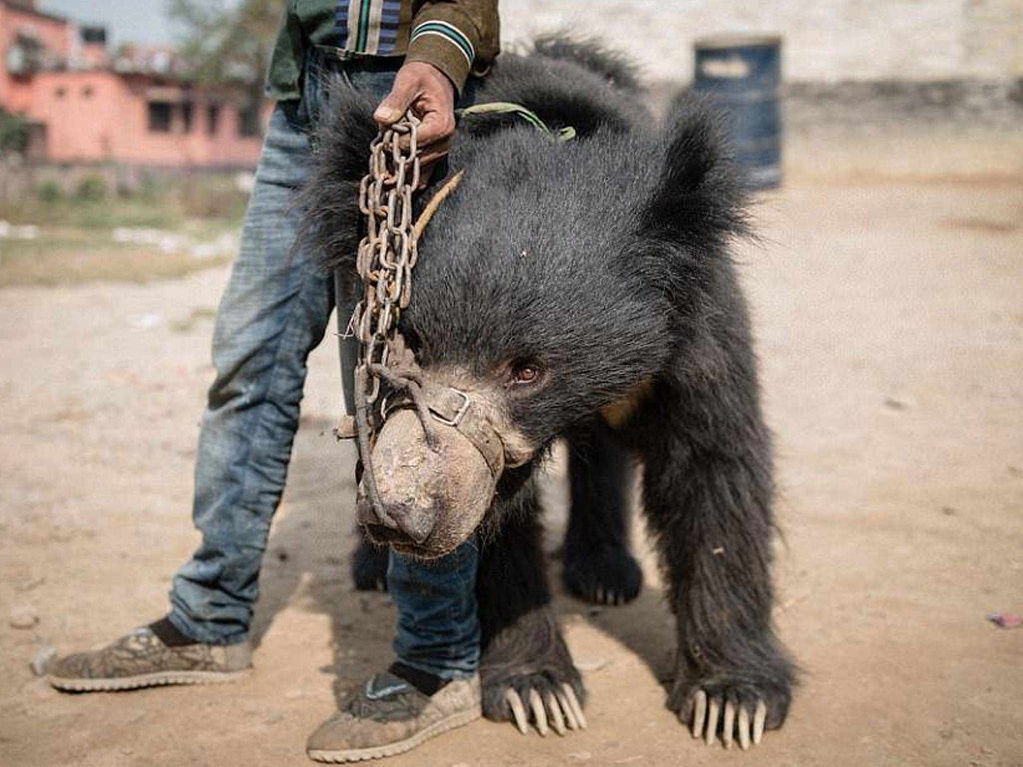 The practice of bear dancing was popular in the Middle Ages through to the 19th century in Europe and Asia, but has now almost died out