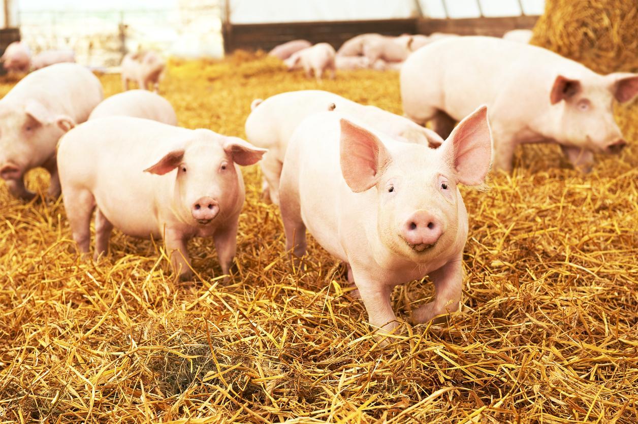 Representational: A Chinese school in Yunnan rewarded 20 of its top pupils with piglets