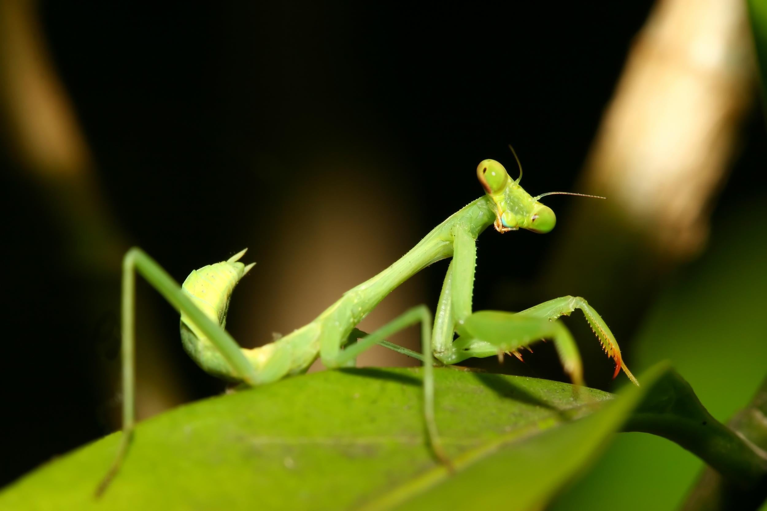 Your Christmas tree may be home to hundreds of preying mantis babies