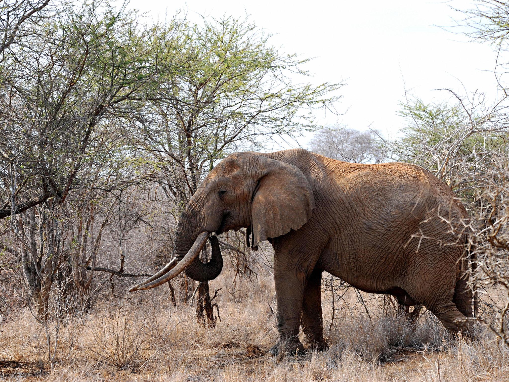 'One of the elephants charged and trampled him to death'