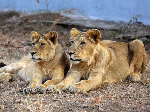 Asian lions, like those pictured in the wild in Sasan Gir, Gujarat, were brought to Europe in the 1990s – but the gene pool is very limited