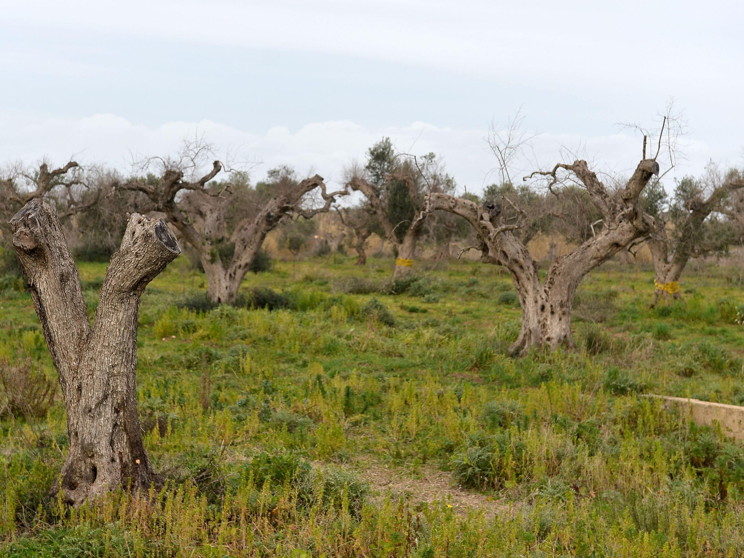 Infected olive trees cut down in the Italian town of Gallipoli near Lecce