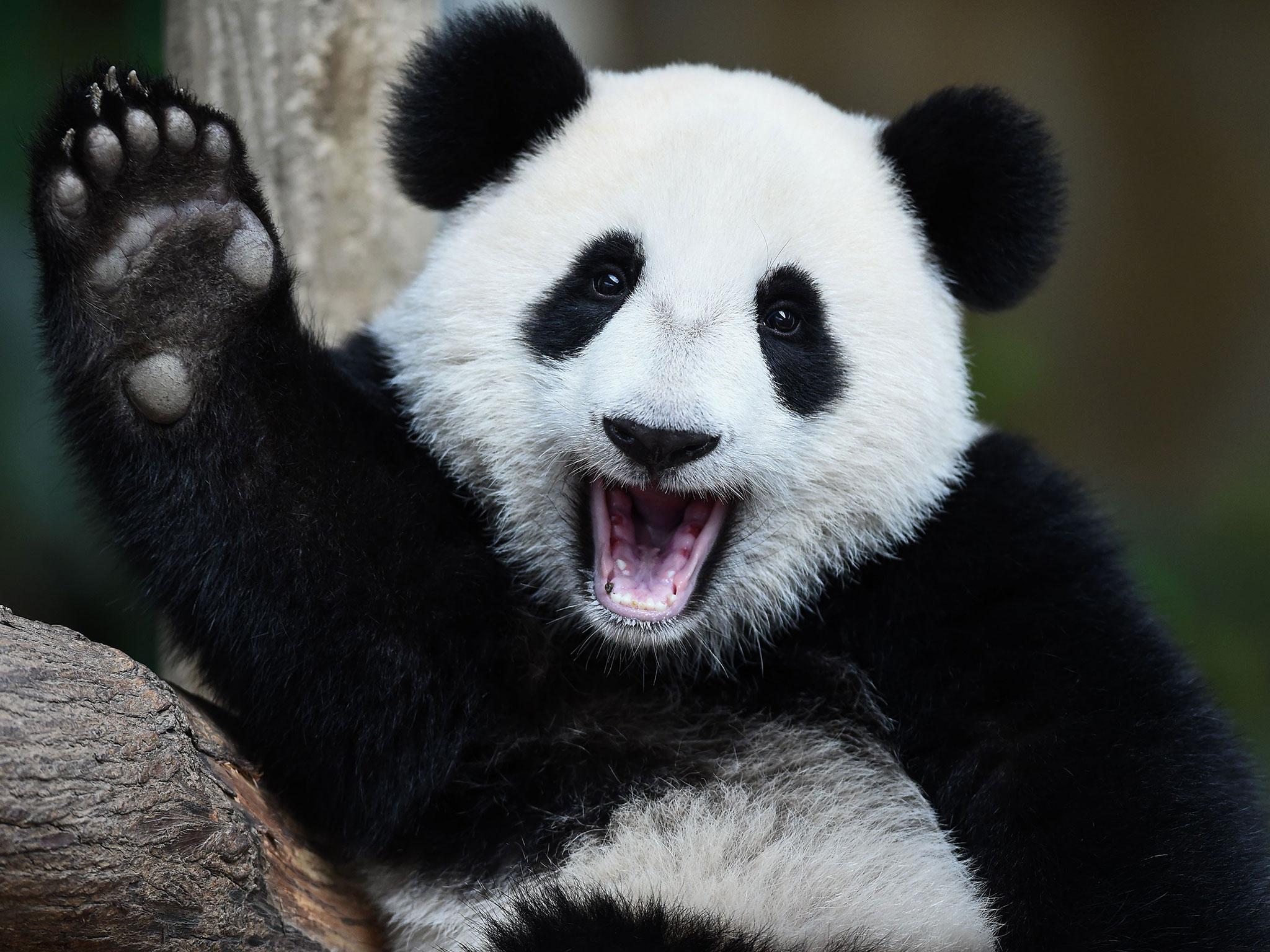 ‘Pandas and politicians are not happy omens!' Margaret Thatcher wrote