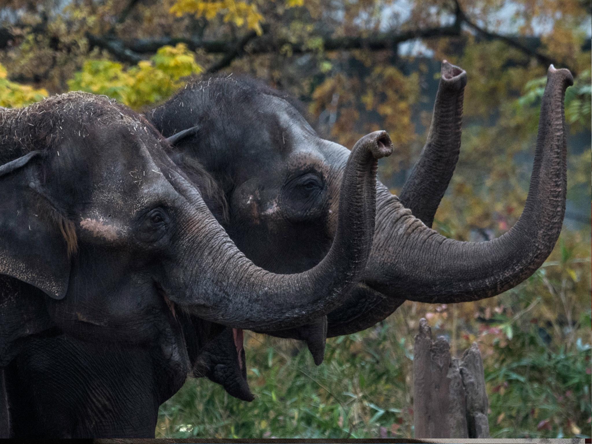 The Nonhuman Rights Project argued that Minnie, Beulah, and Karen ‘possess such fundamental rights as bodily integrity and bodily liberty’