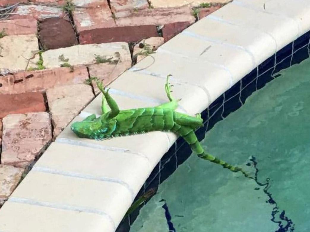 A frozen iguana lying immobile next to a swimming pool