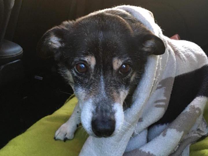 Red the Welsh Border Collie was miraculously found after going missing in the snowy mountains for ten days