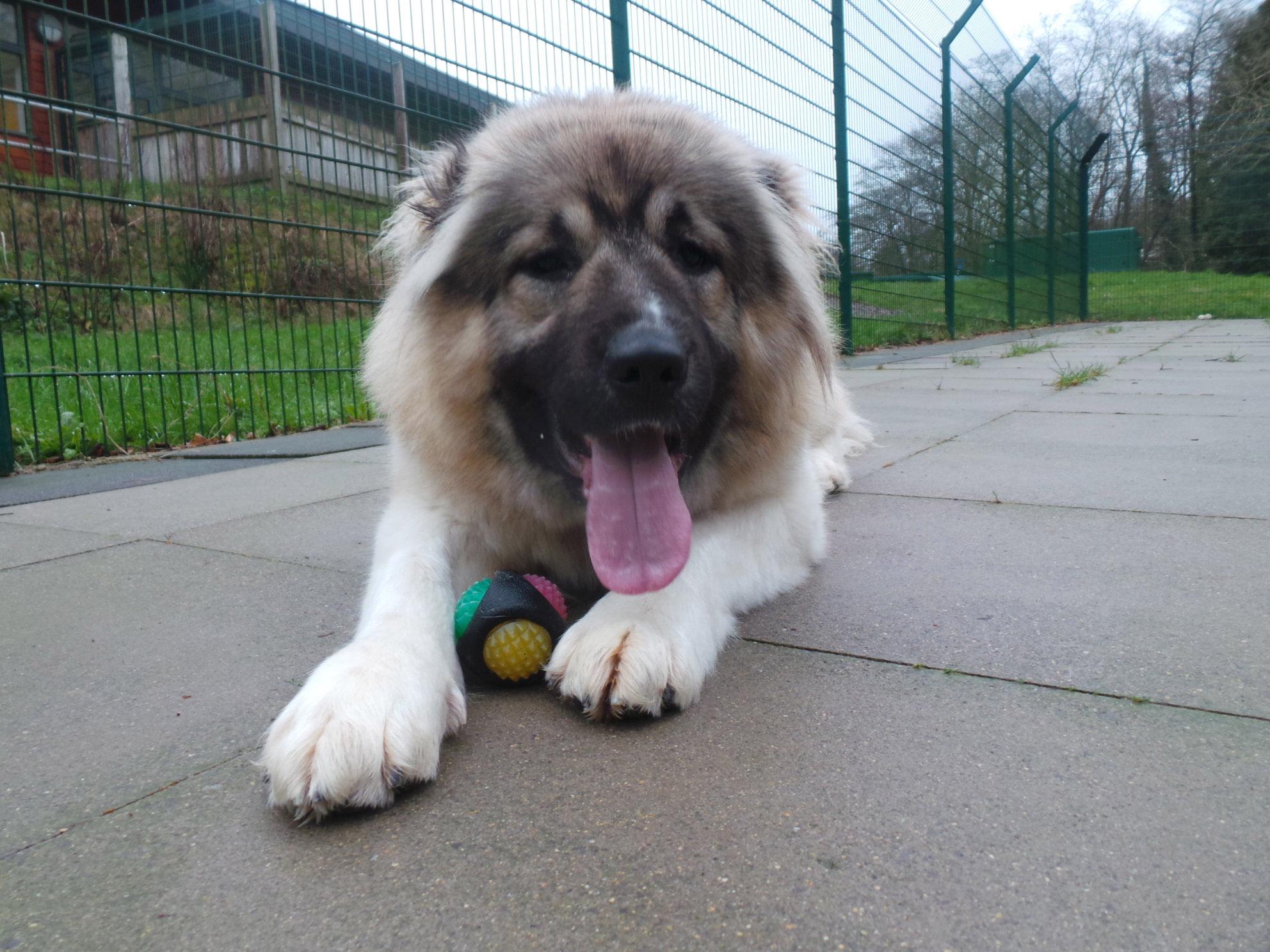 Fluffy the Caucasian Shepherd