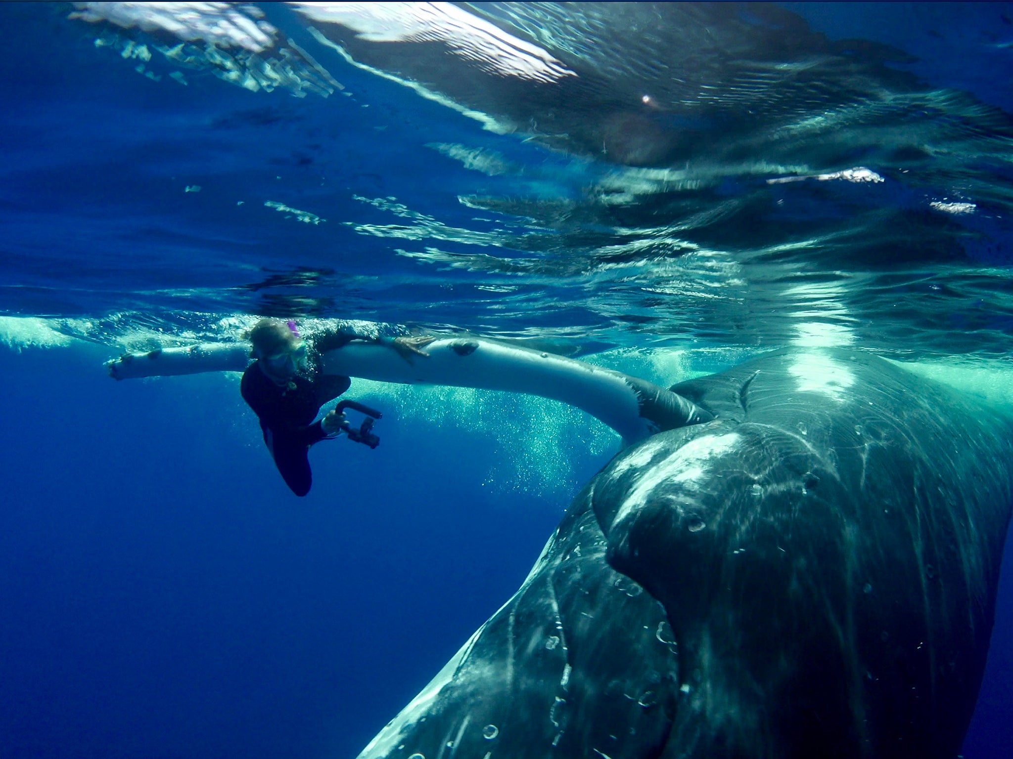 A humpback whale takes Nan Hauser under its fin, protecting her from shark.