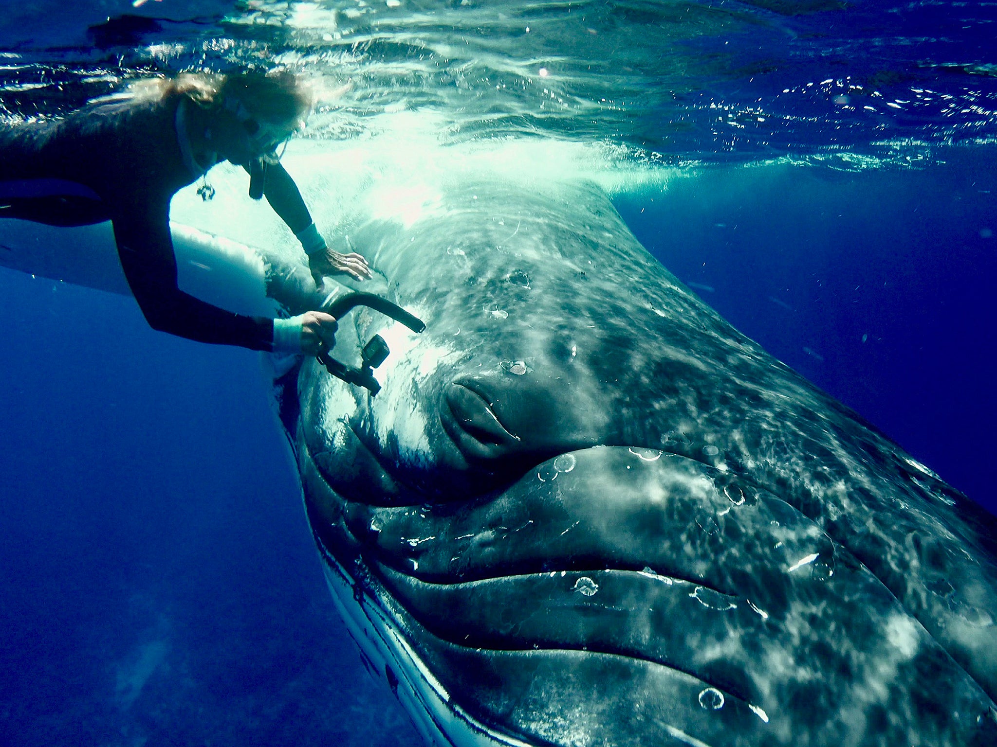 Humpback whale protects unsuspecting diver from tiger shark