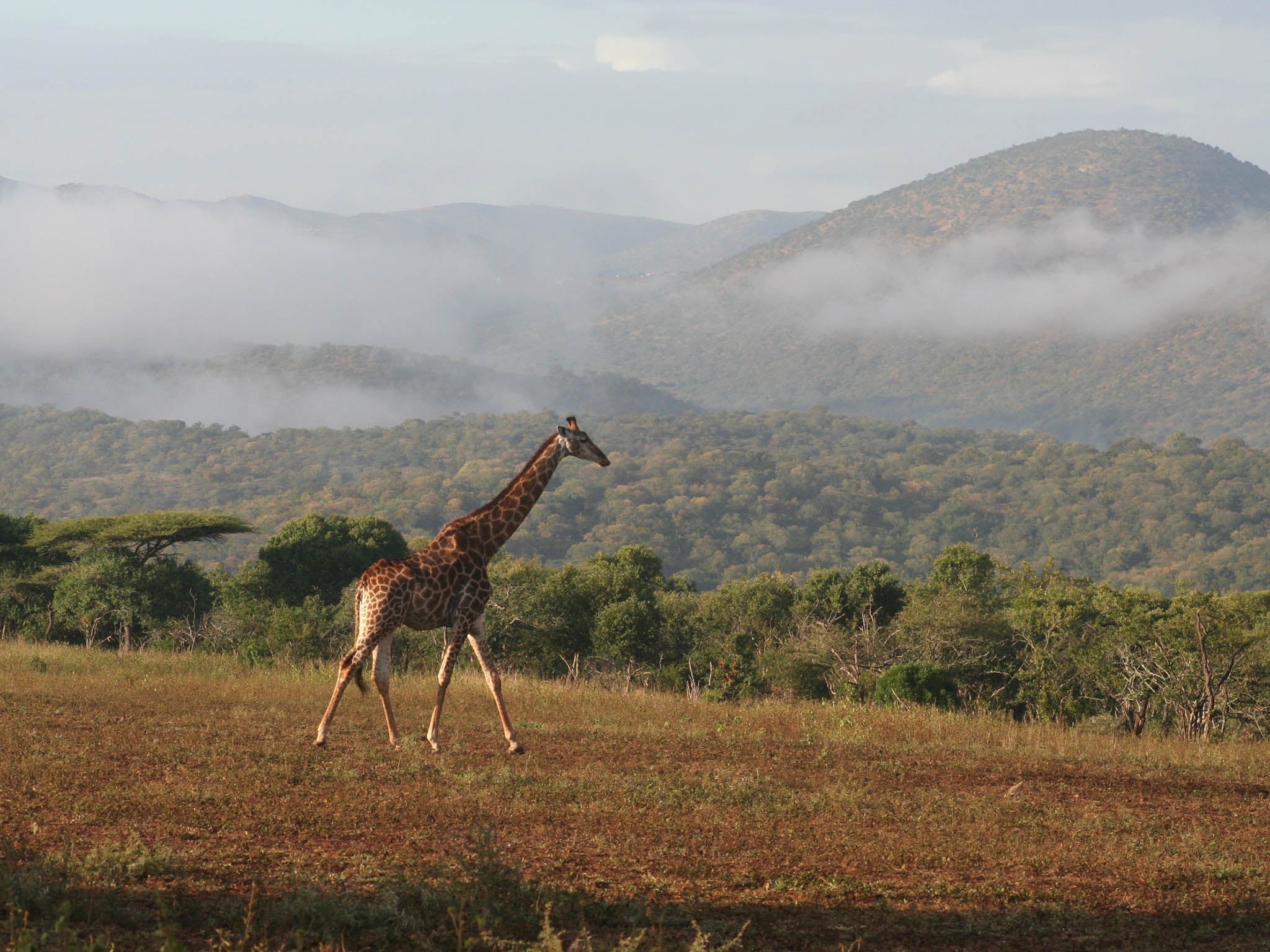 Despite their astonishing height, giraffes are not counted as one of the Big Five