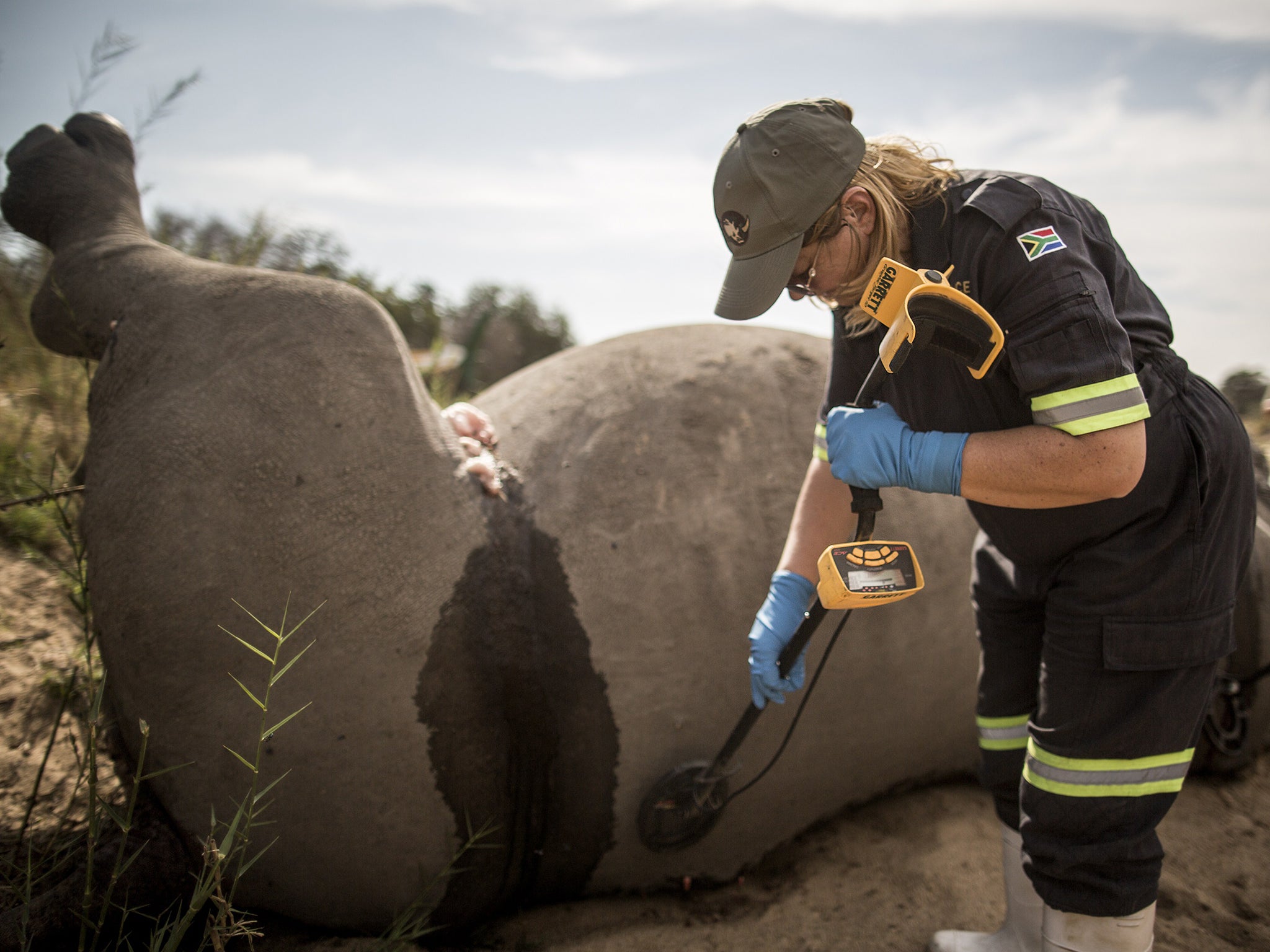 The carcass of a poached white rhino lies on the banks of a river as a South African Police Services forensic investigator uses a metal detector to find bullets