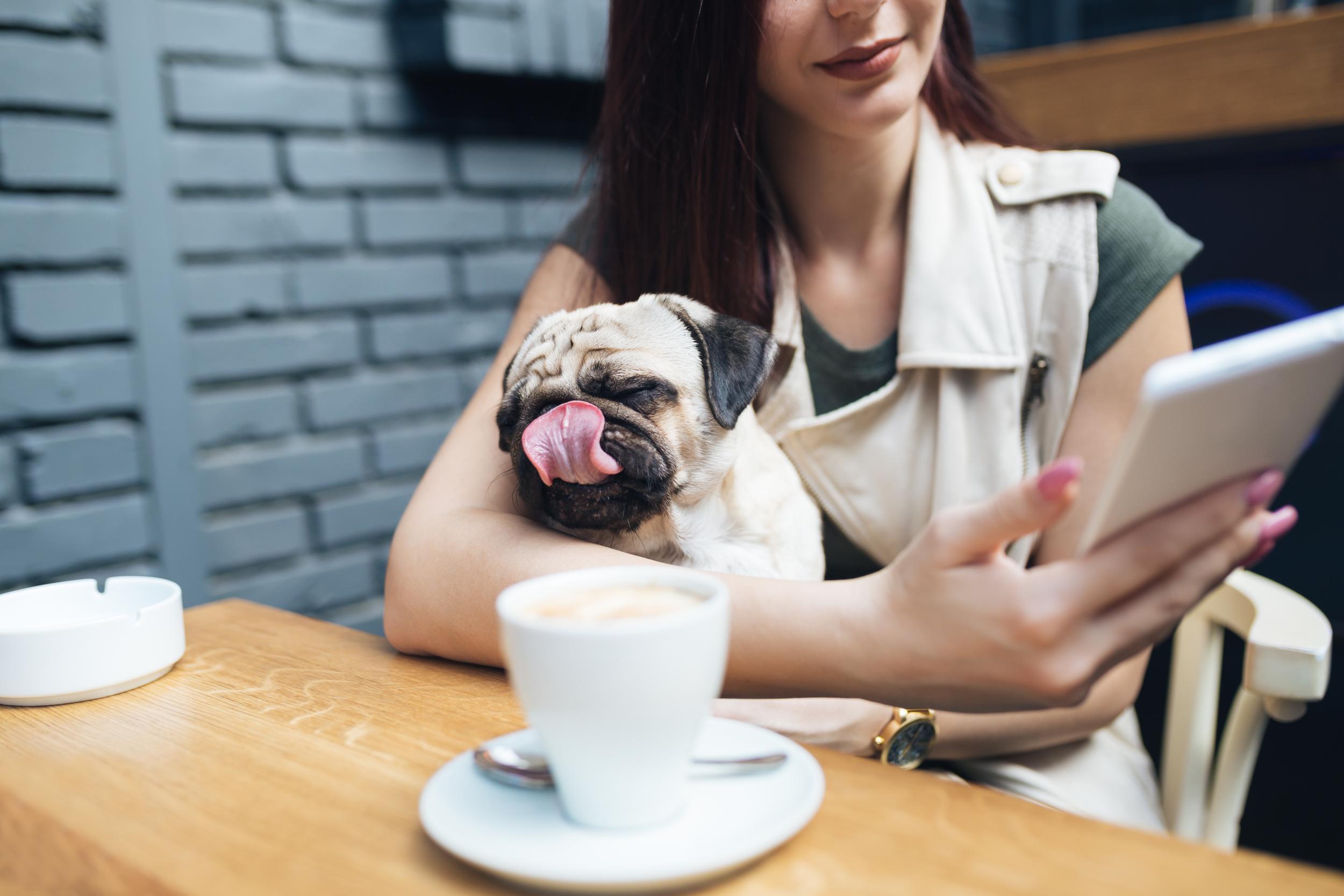 Boris &amp; Horton is a cafe for humans and dogs