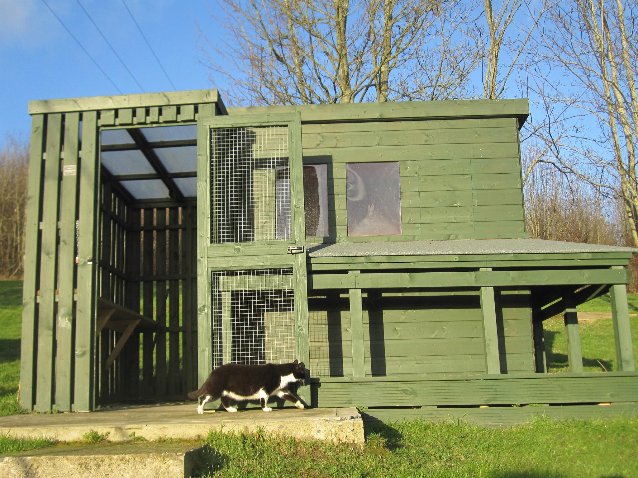 The cats live in purpose-built accommodation and are free to roam the extensive grounds