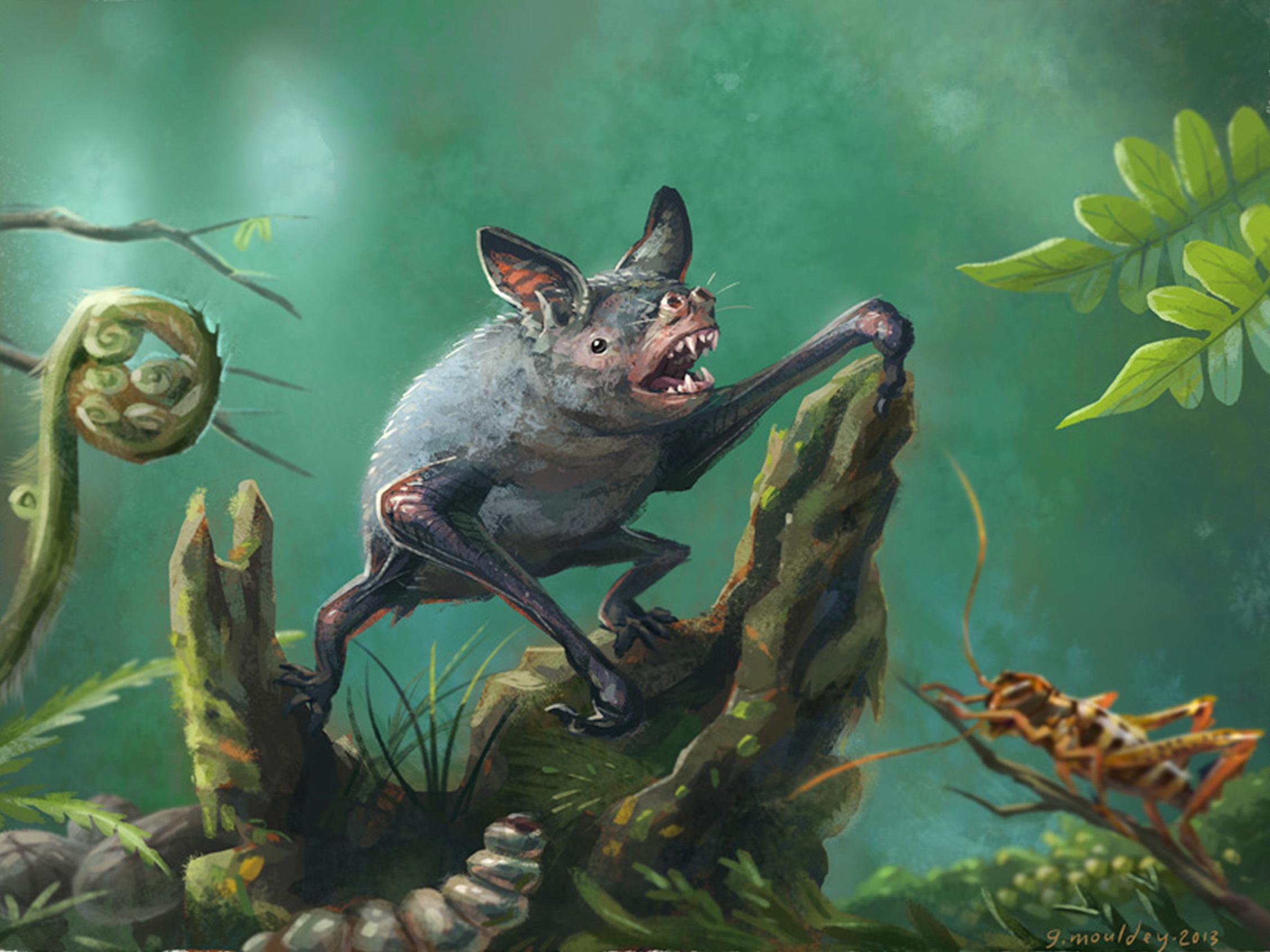 Artist’s impression of the extinct burrowing bat ‘Mystacina robusta’, a close relative of the newly discovered ‘Vulcanops jennyworthyae’