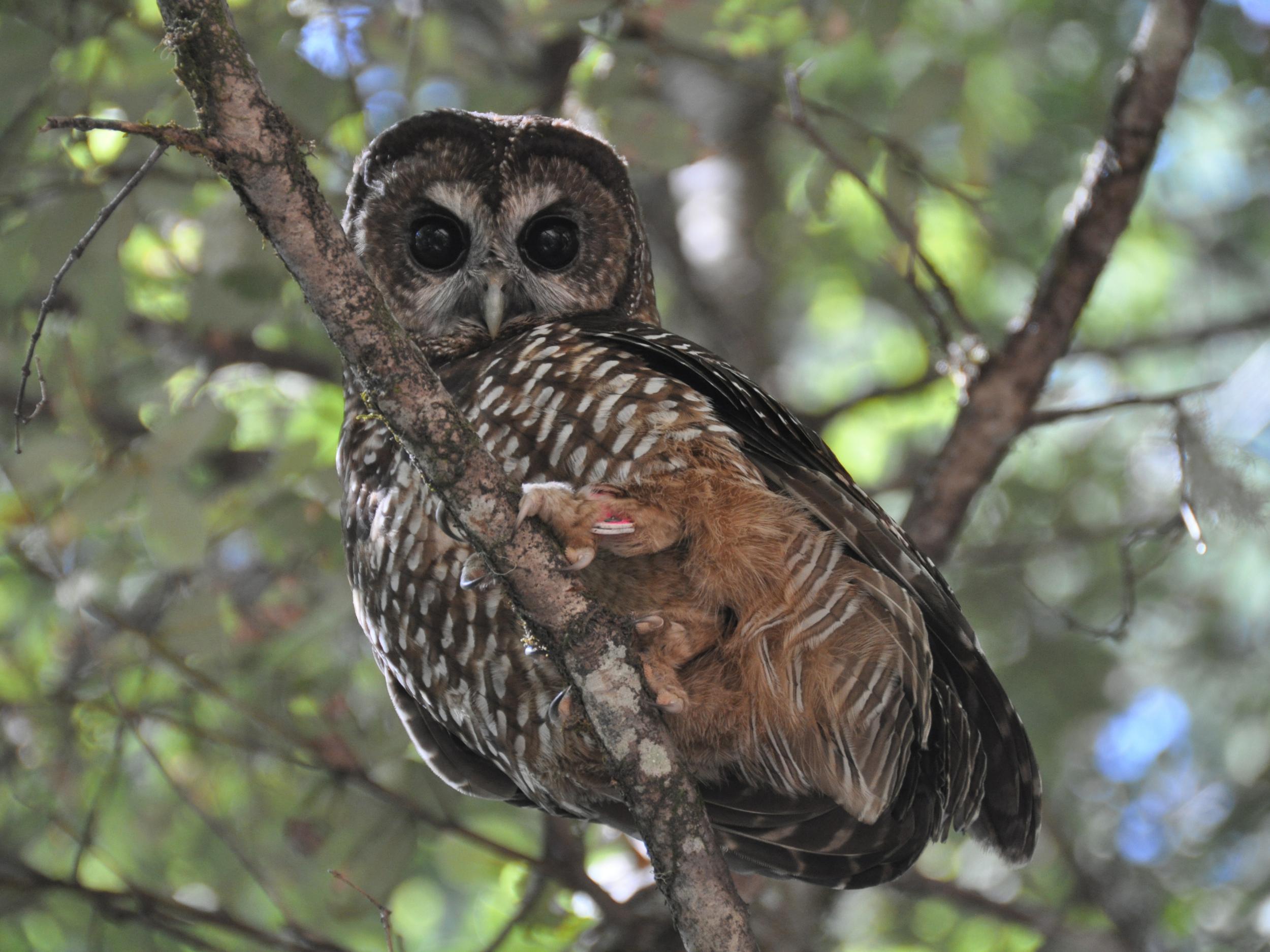 Illegal cannabis cultivation in north-west California has been cited as the likely source of rat poison found in local wildlife, including the northern spotted owl