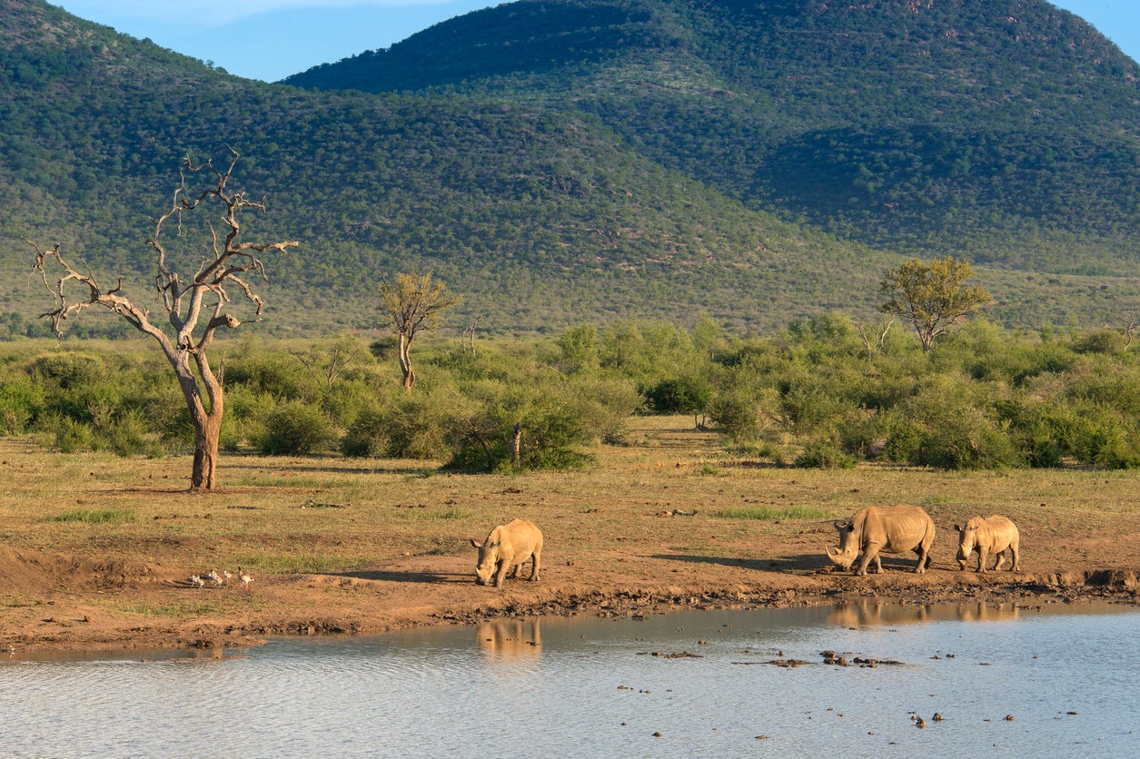 Rhinos drinking in Kruger National Park (Getty/iStock)