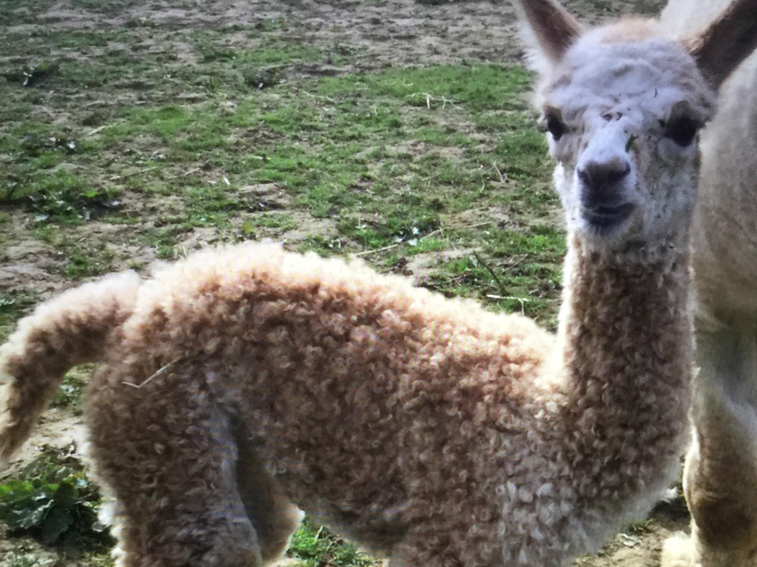 Pleasance was one of the three alpacas found beaten to death on a farm in Buckinhamshire