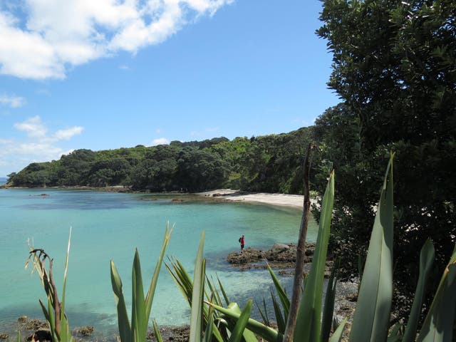 Tiritiri Matangi's beaches (like Hobbs Beach, seen here) is a wildlife haven