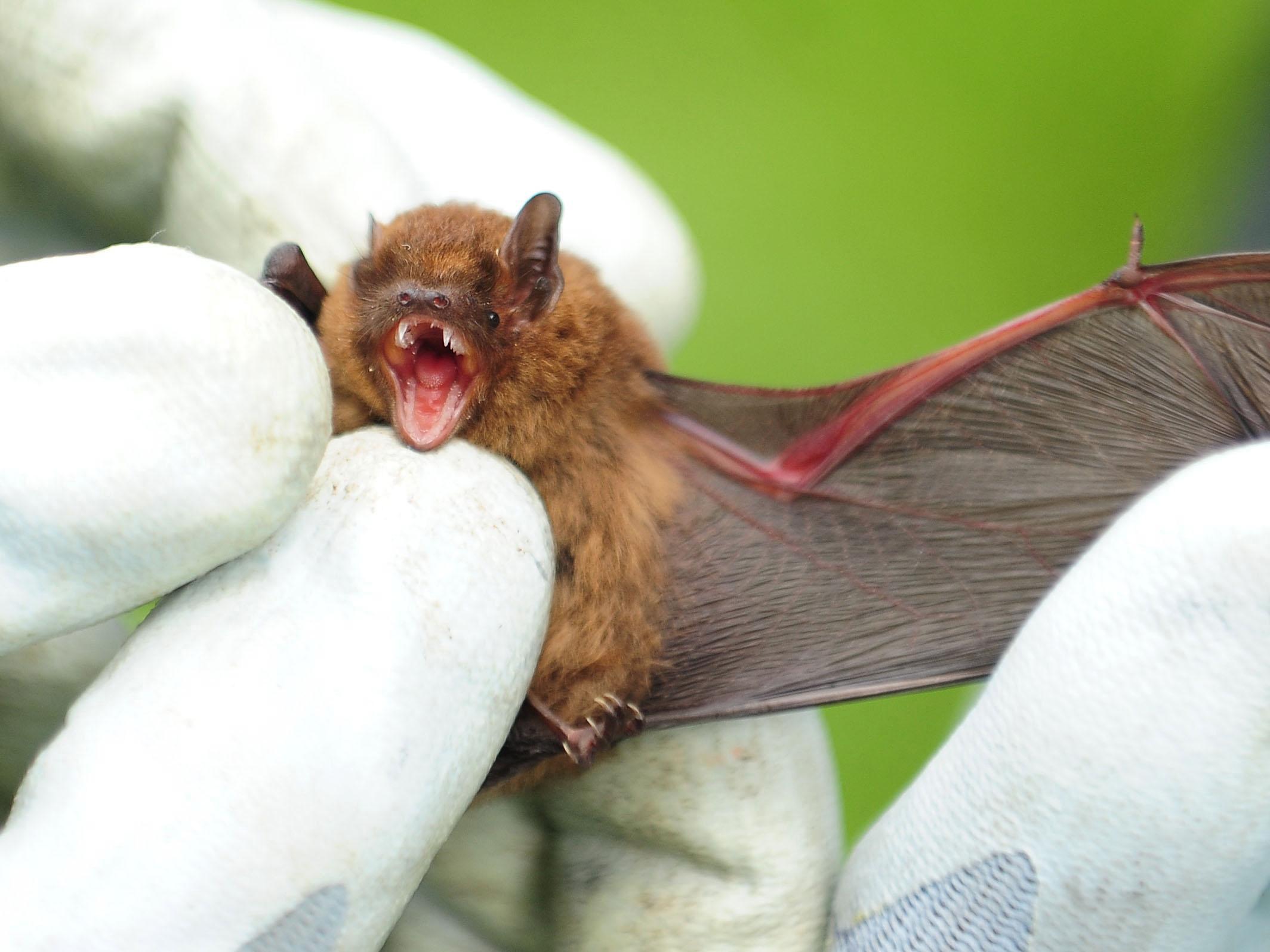 Father Henry Roque said he had found a sick bat, put it in a bucket and told his son not to touch it