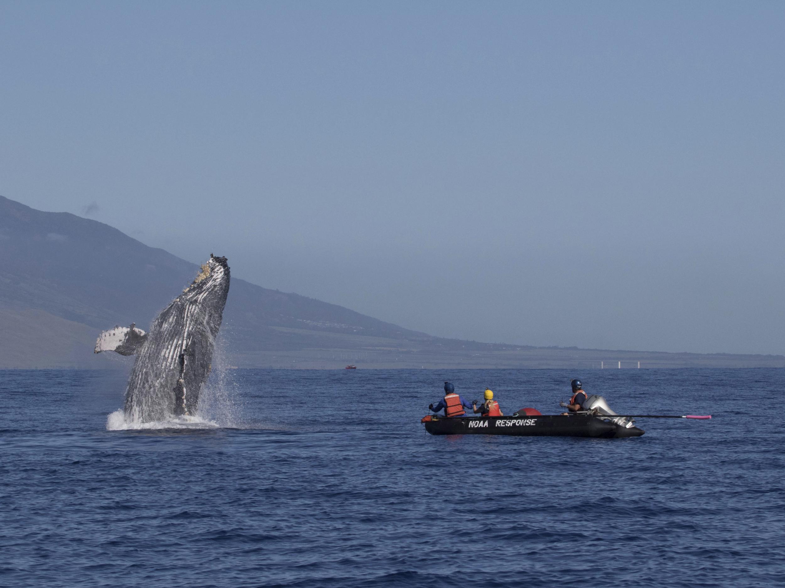 Humpback whale that was freed after being entangled breaches off Makena Beach